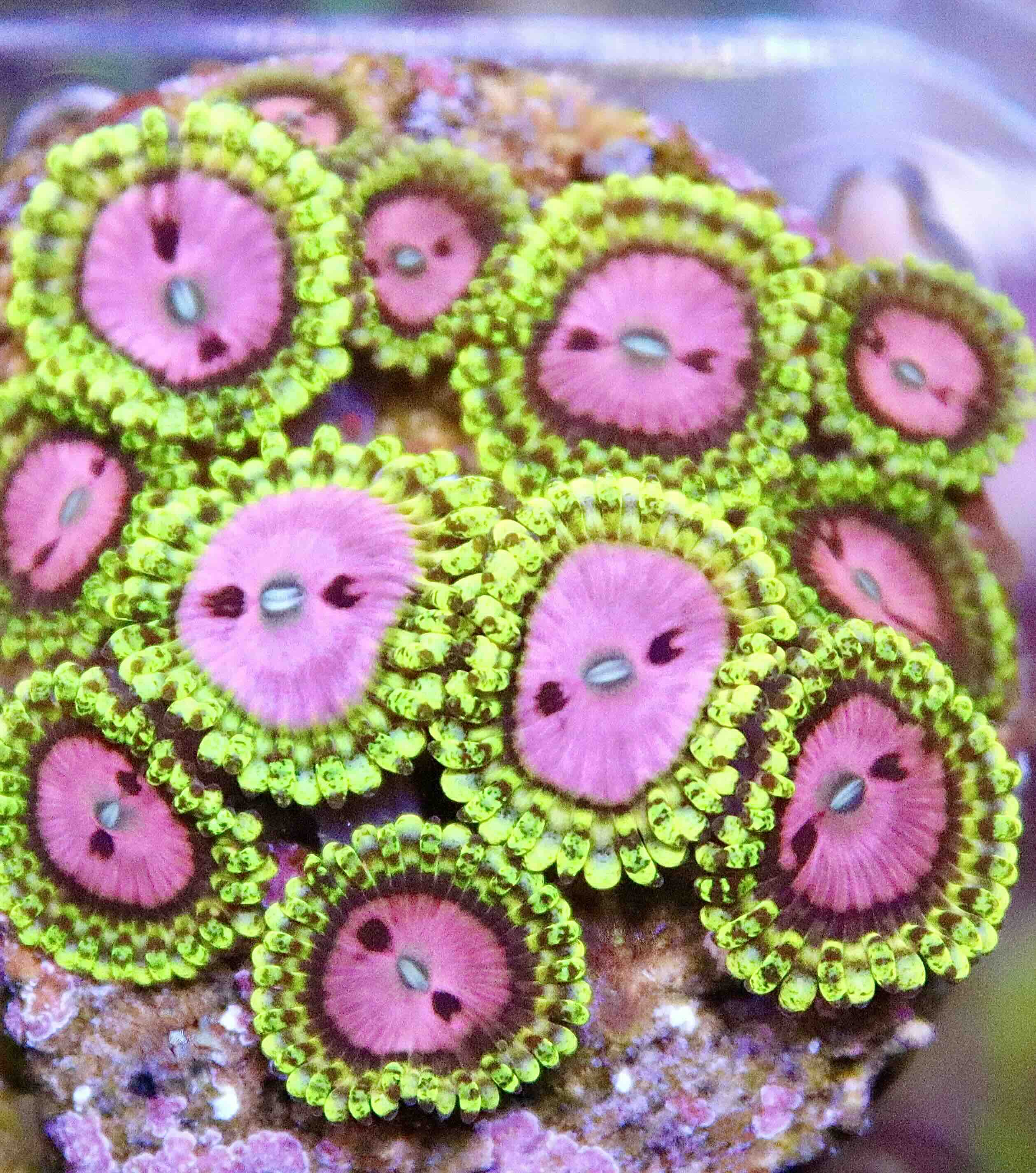 Zoanthus Pink Diamond