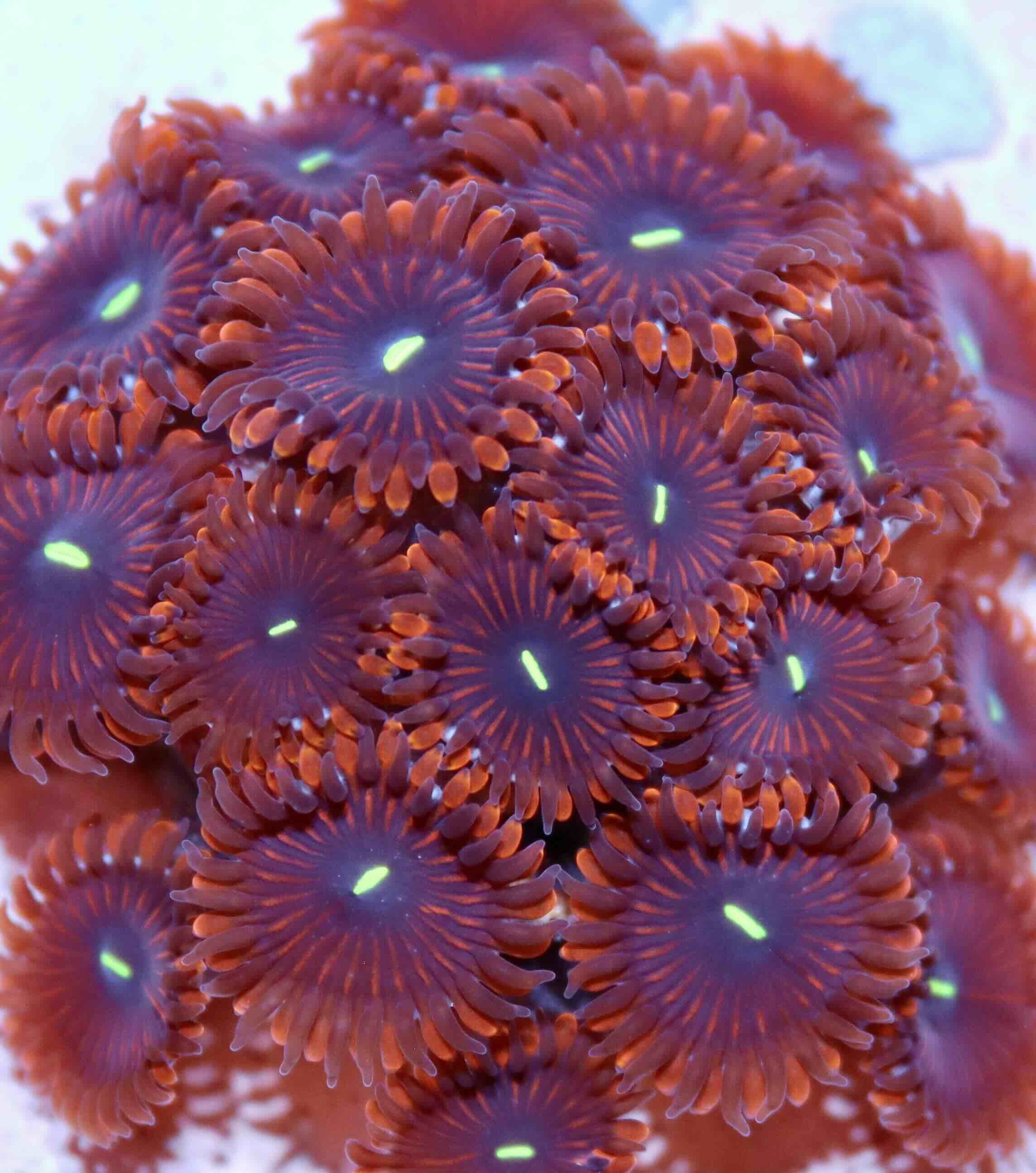 Zoanthus Red People eater