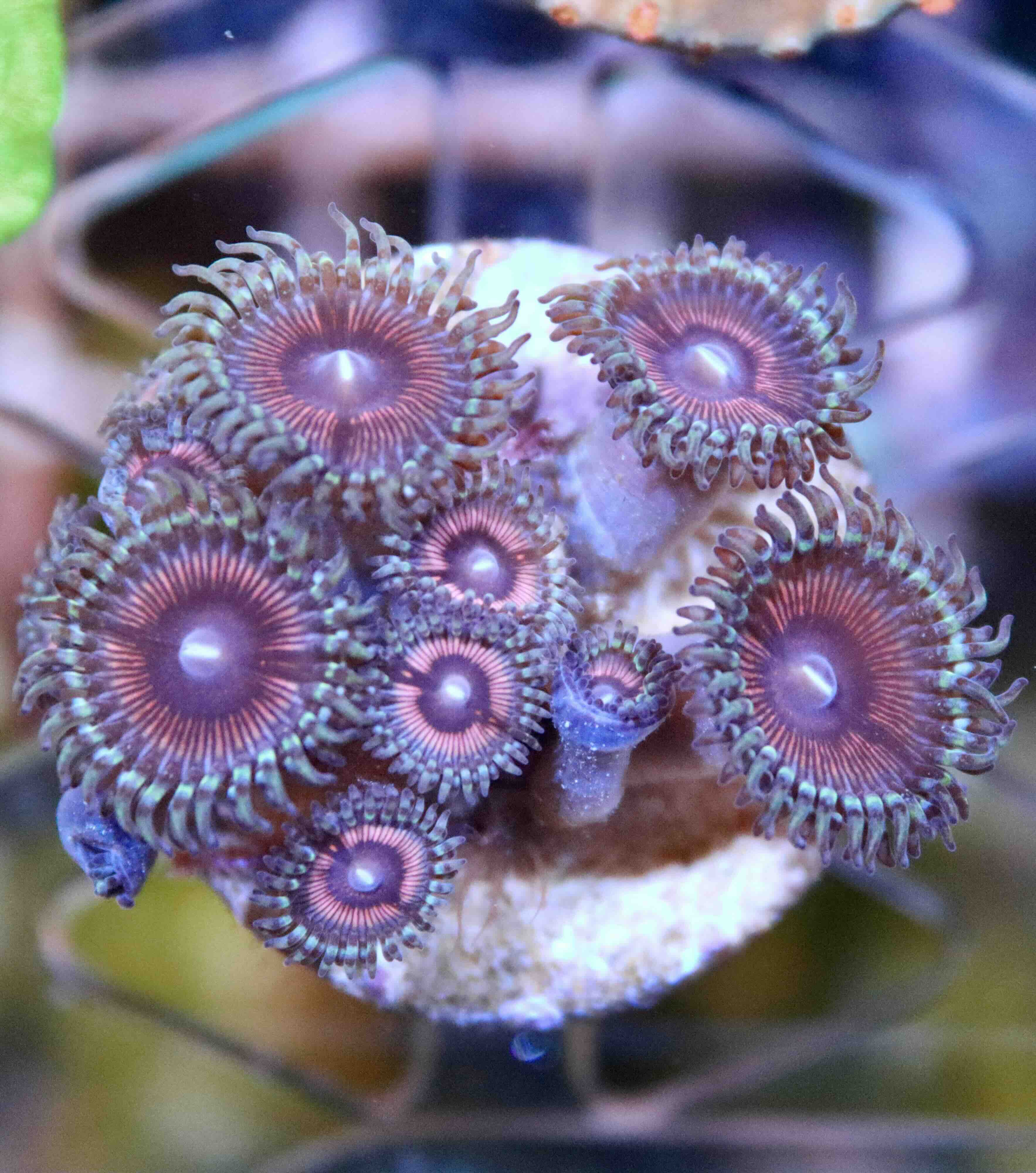 Zoanthus Cotton Candy, WYSIWYG117.8