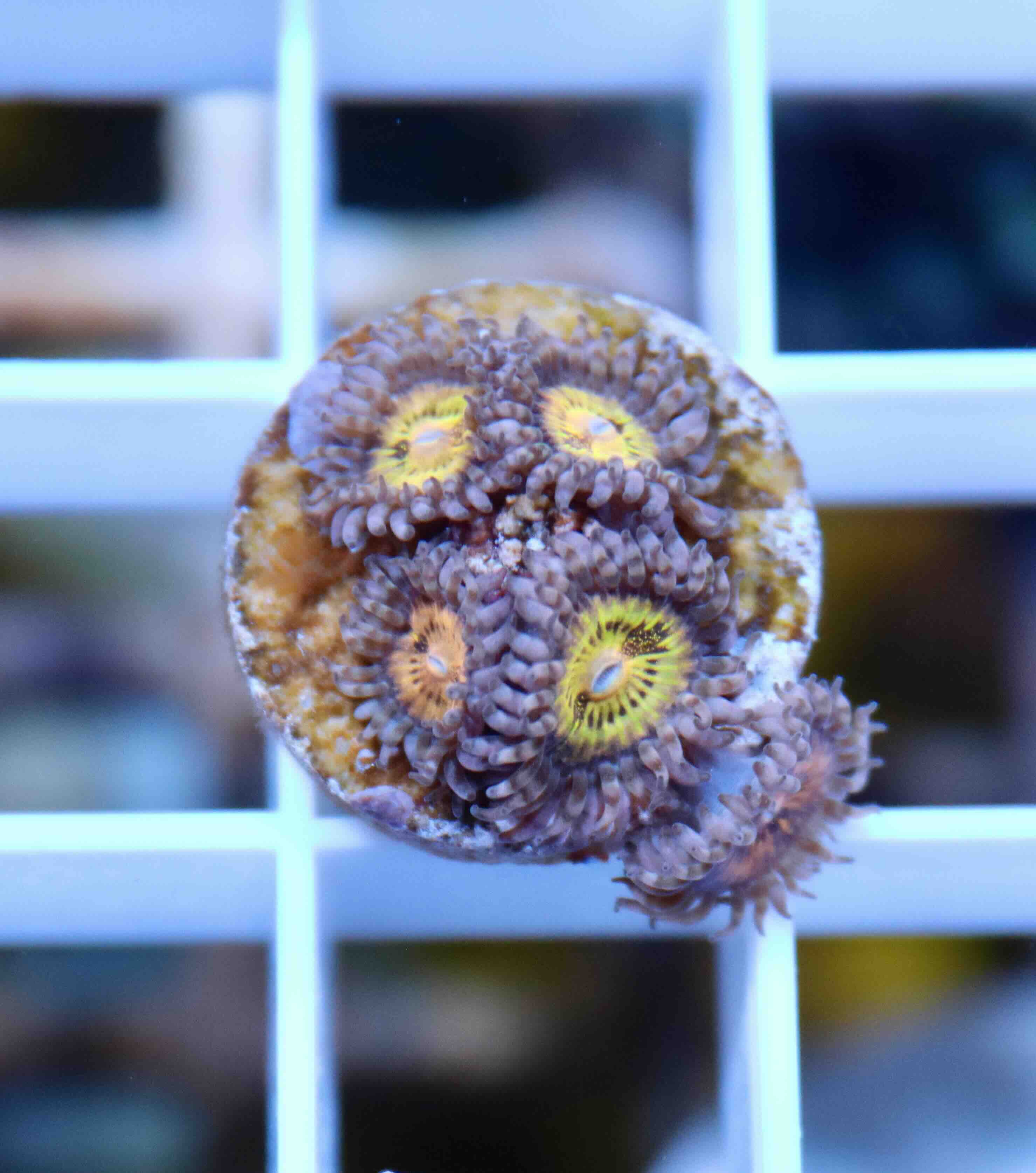 Zoanthus Pink and Gold (M), WYSIWYG117.9