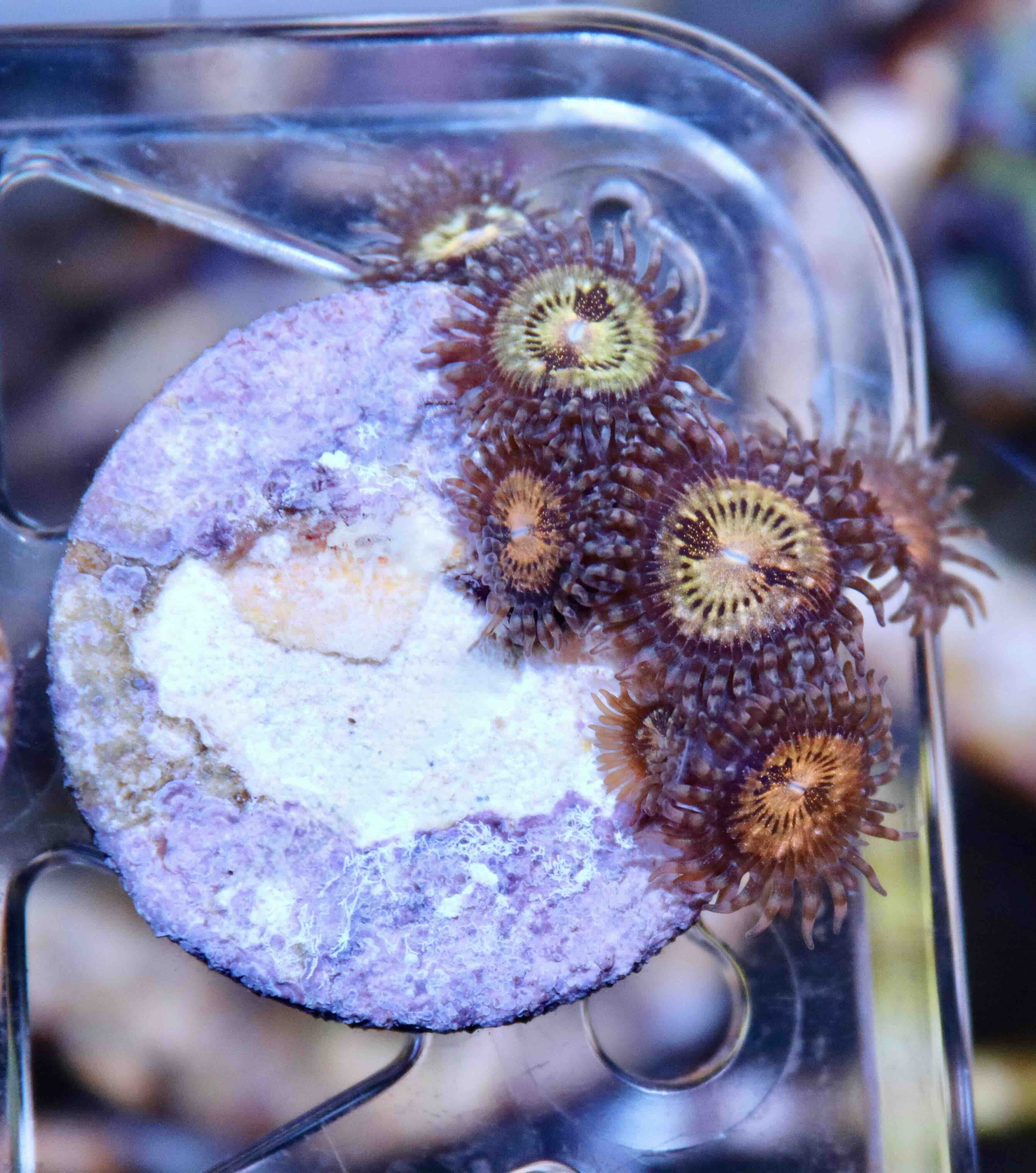 Zoanthus Pink and Gold, WYSIWYG118.3