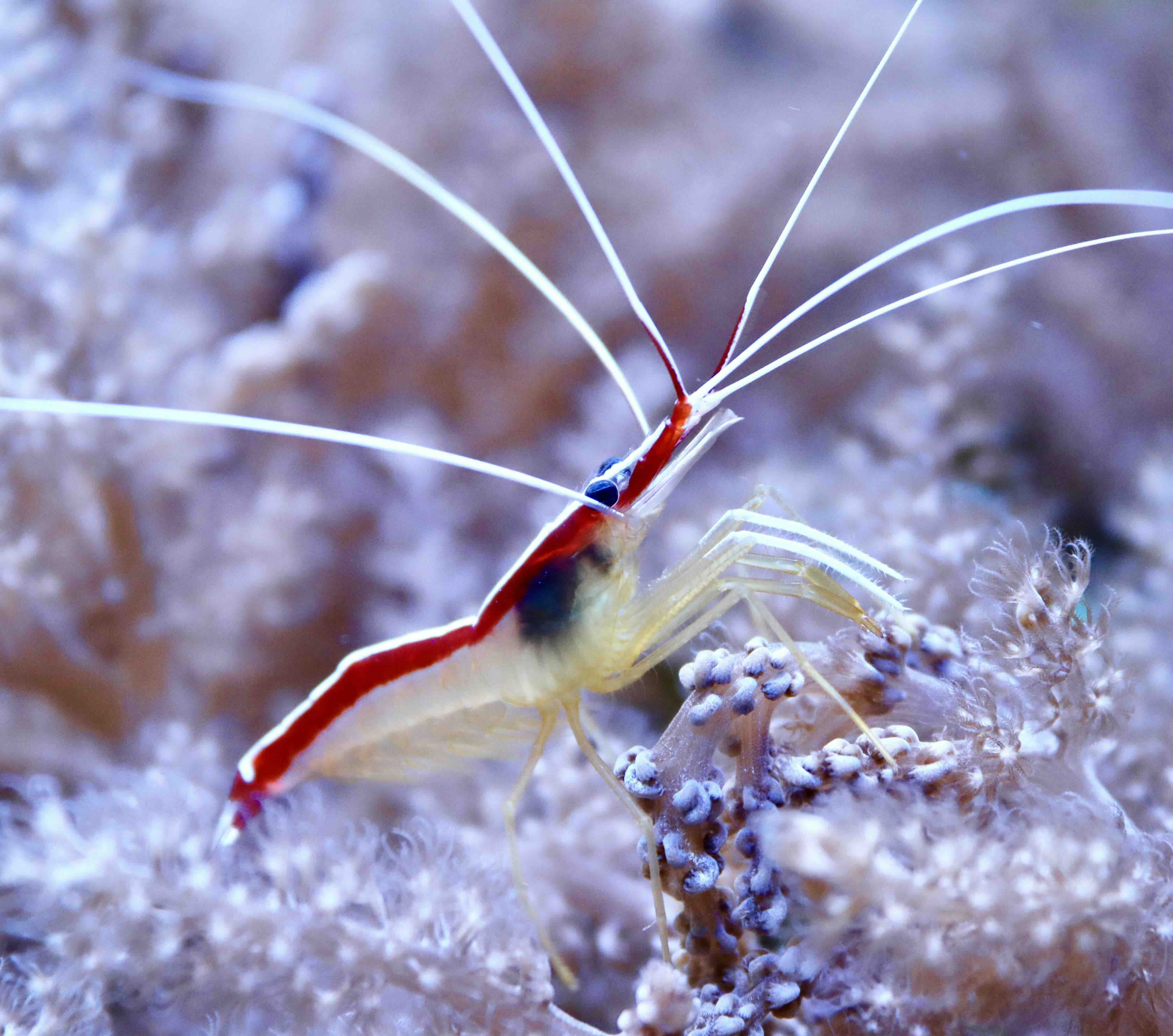 Lysmata amboinensis