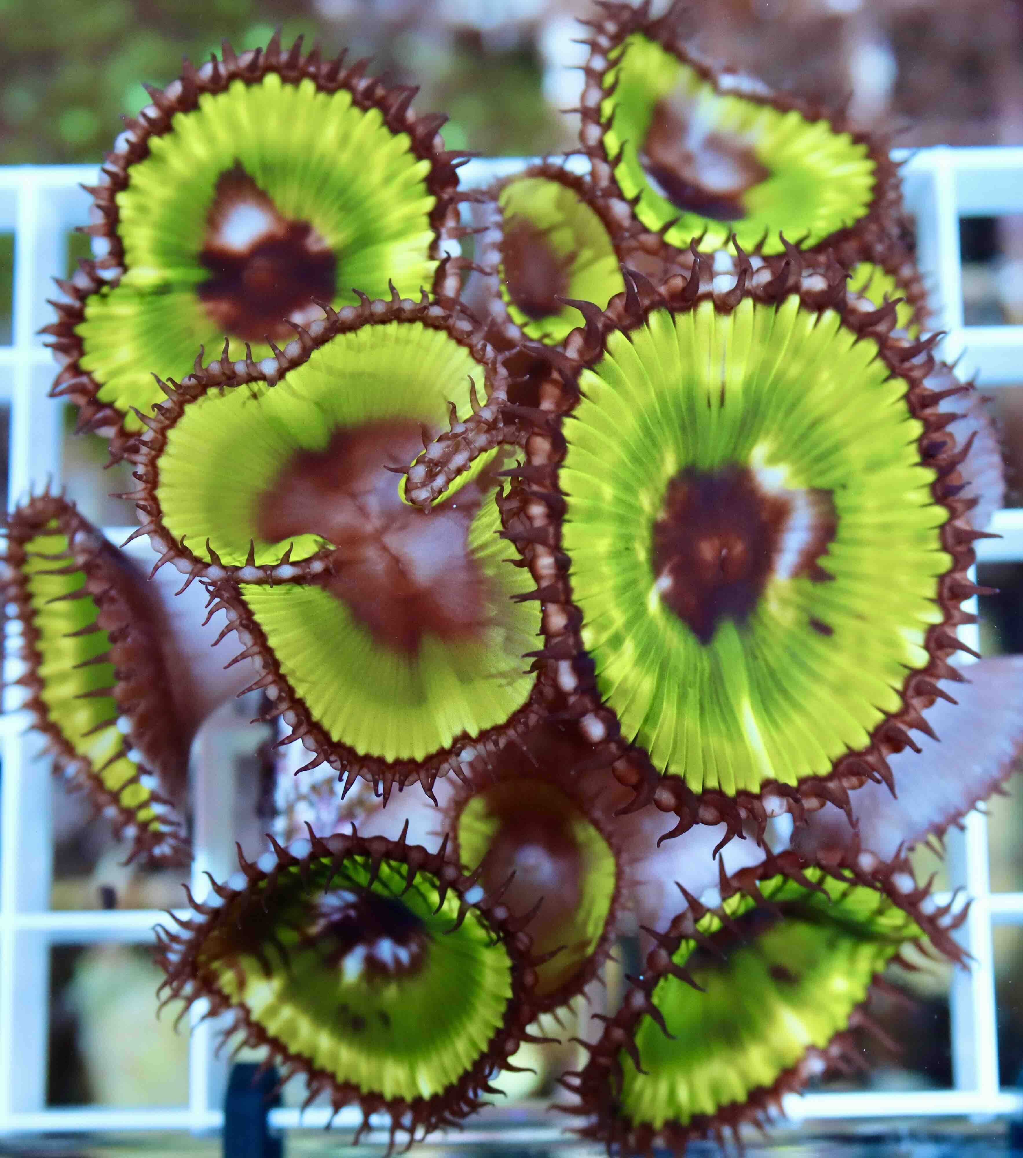 Palythoa Grandis Green