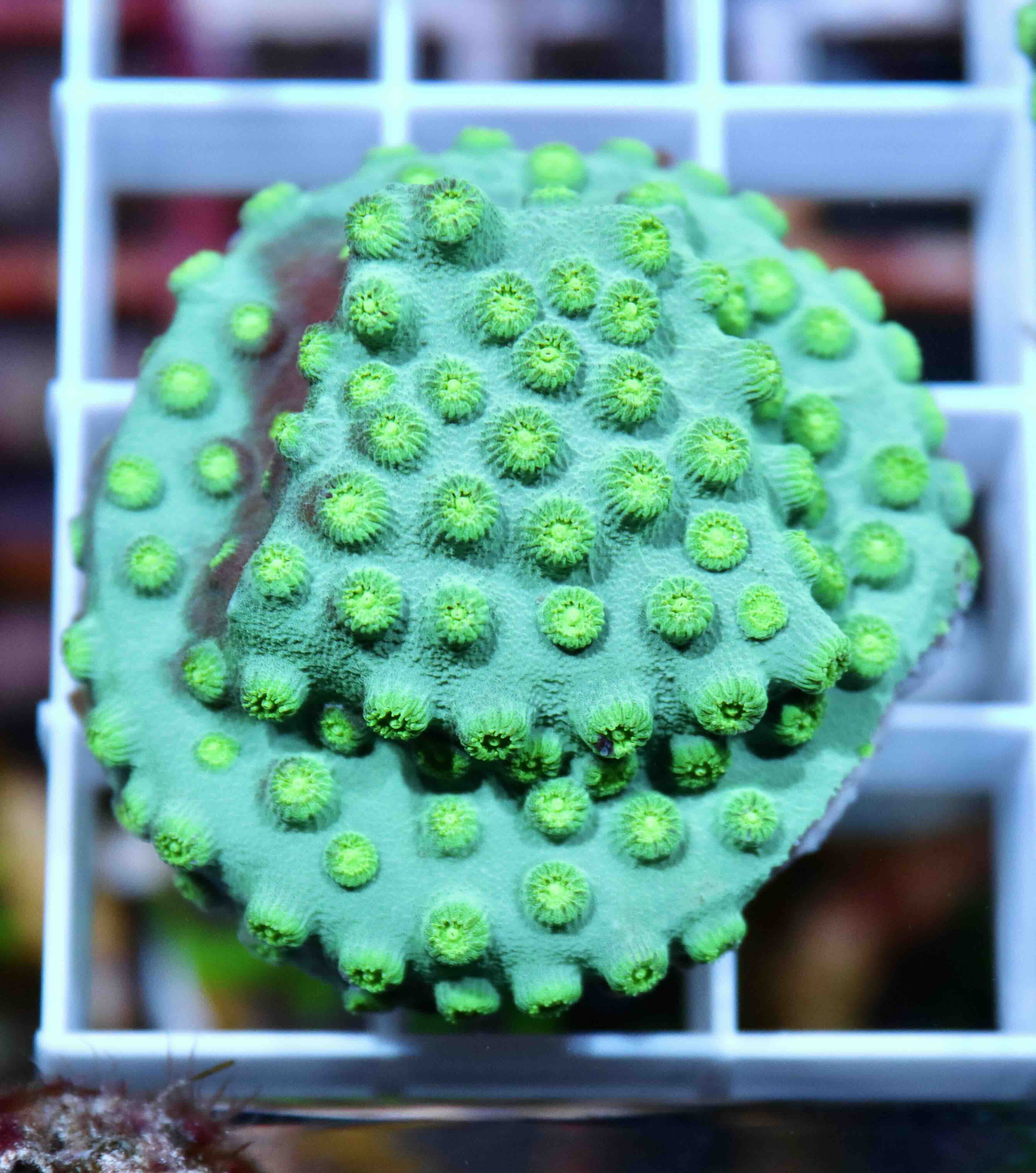 Cyphastrea Ultra Green (M), WYSIWYG02.1
