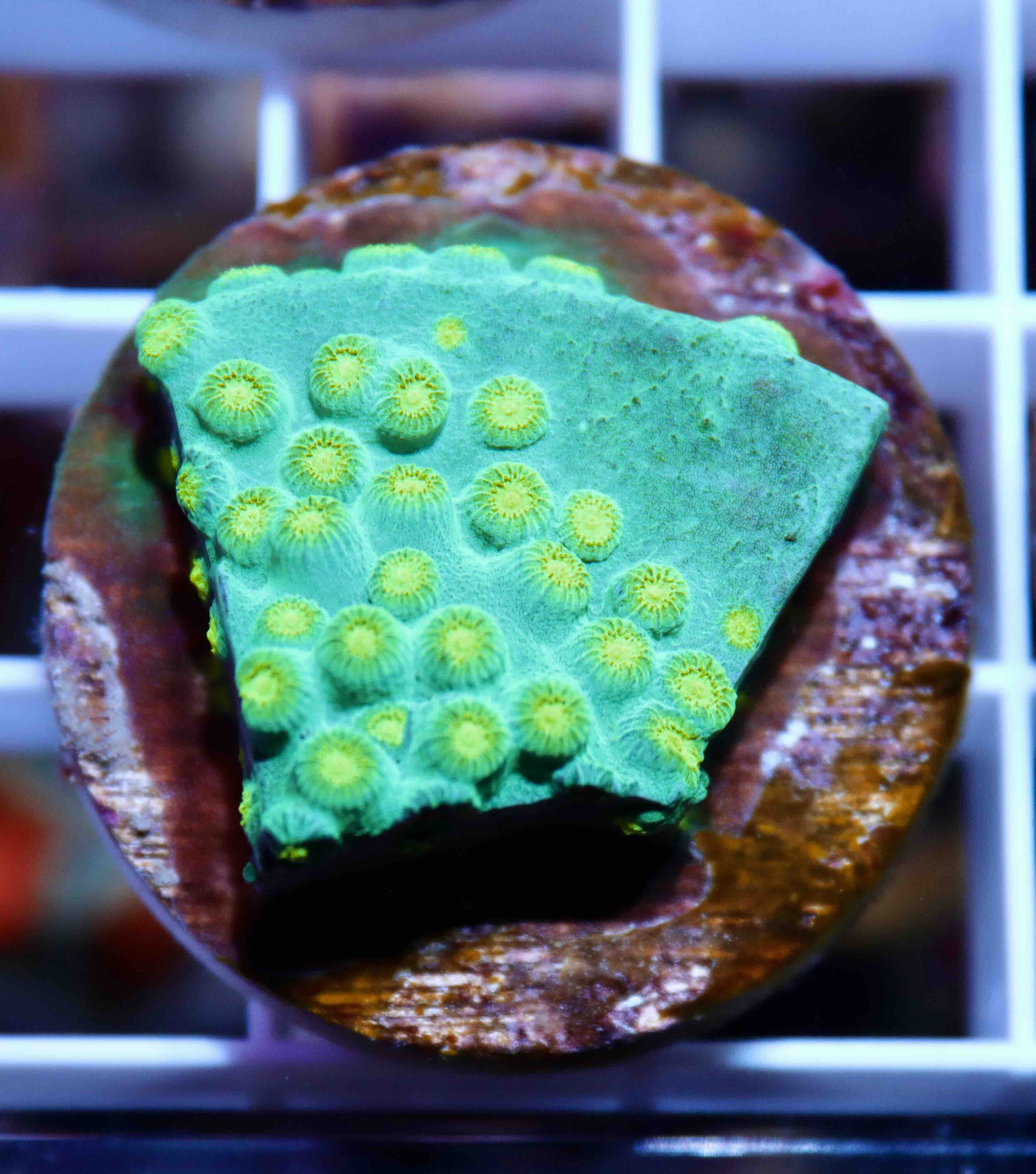 Cyphastrea Ultra Green (M), WYSIWYG02.1
