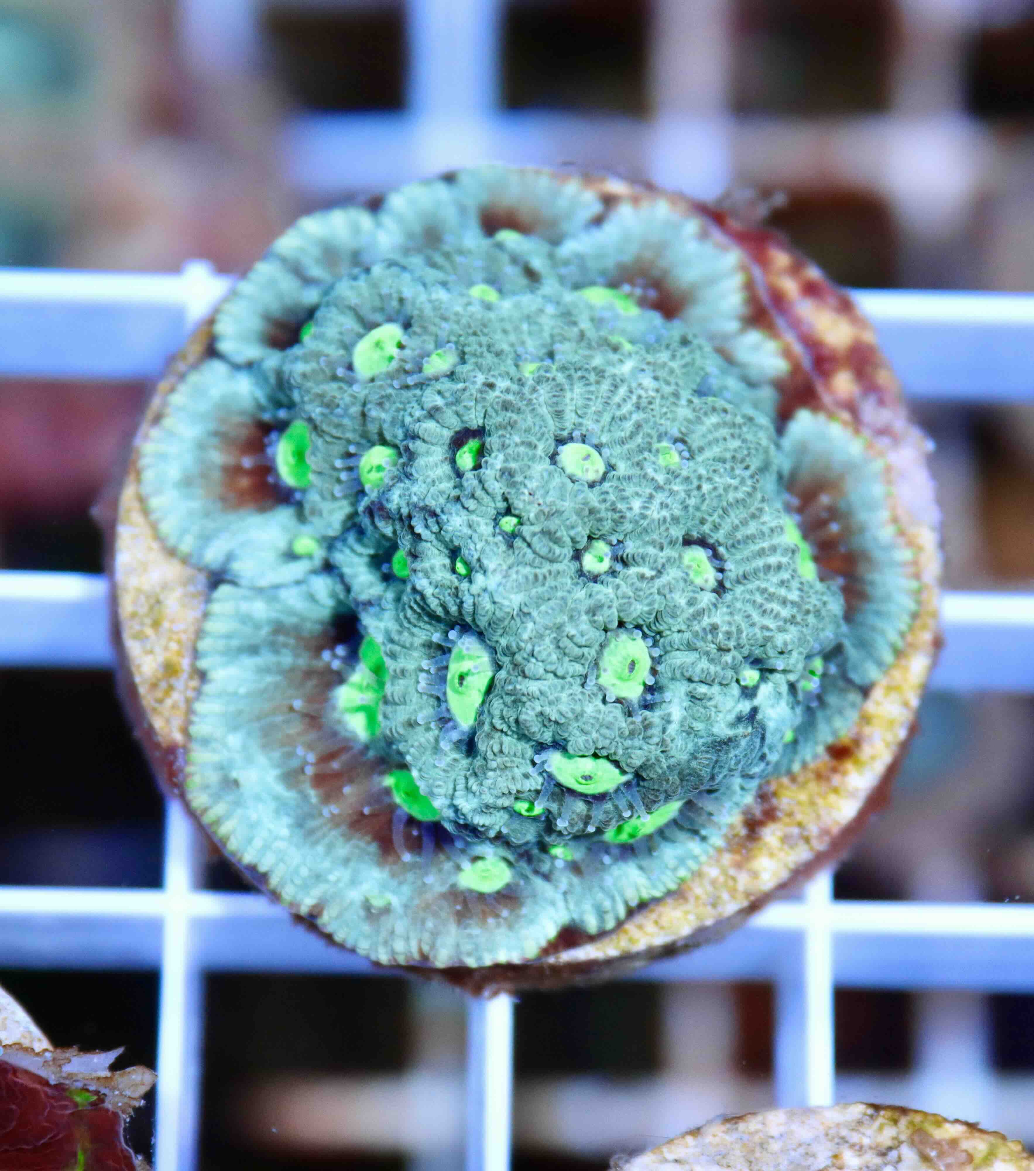 Favites Pentagona Premium War Coral (M), WYSIWYG31.5