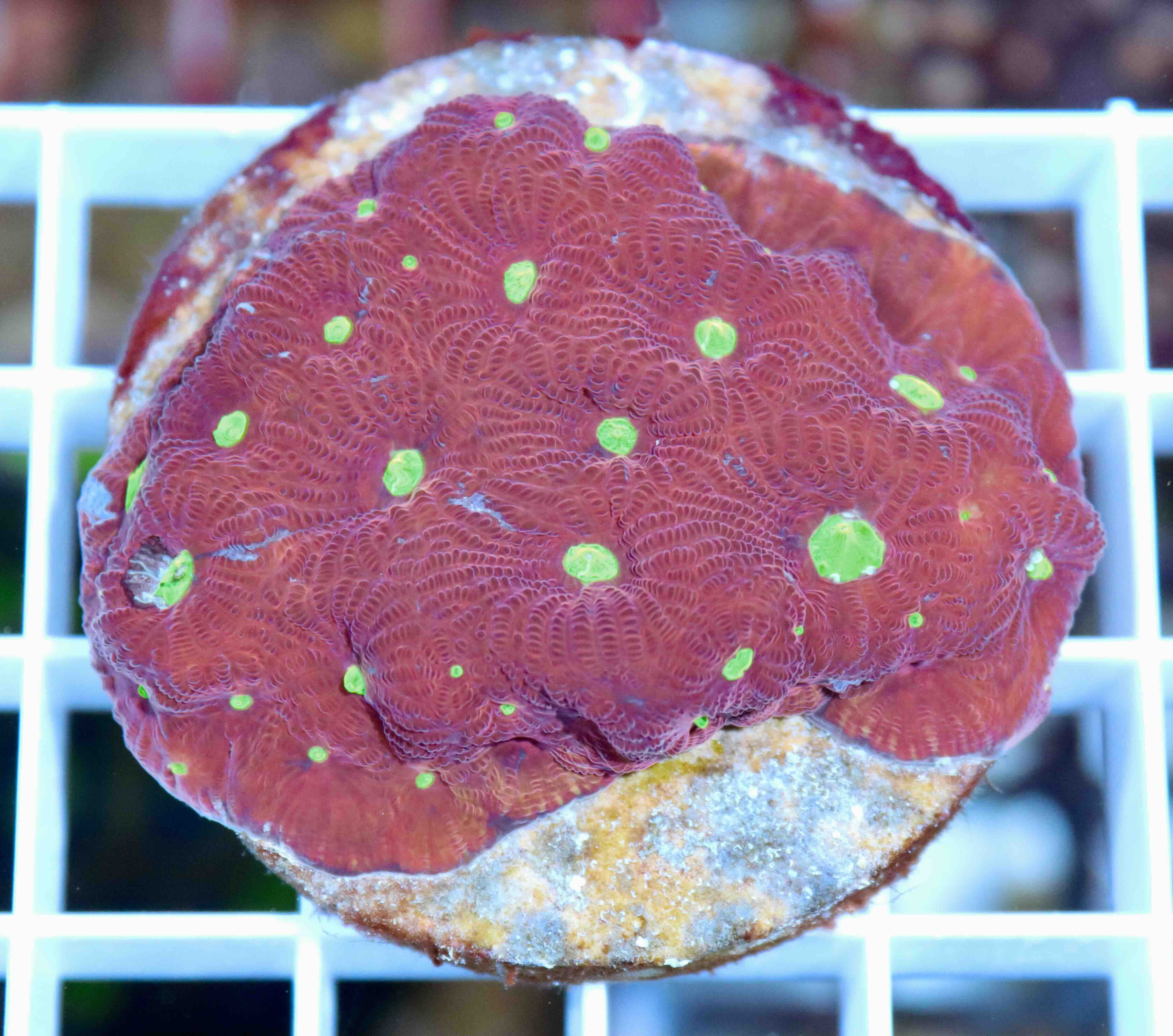 Favites pentagona Red Premium (M), WYSIWYG31.5