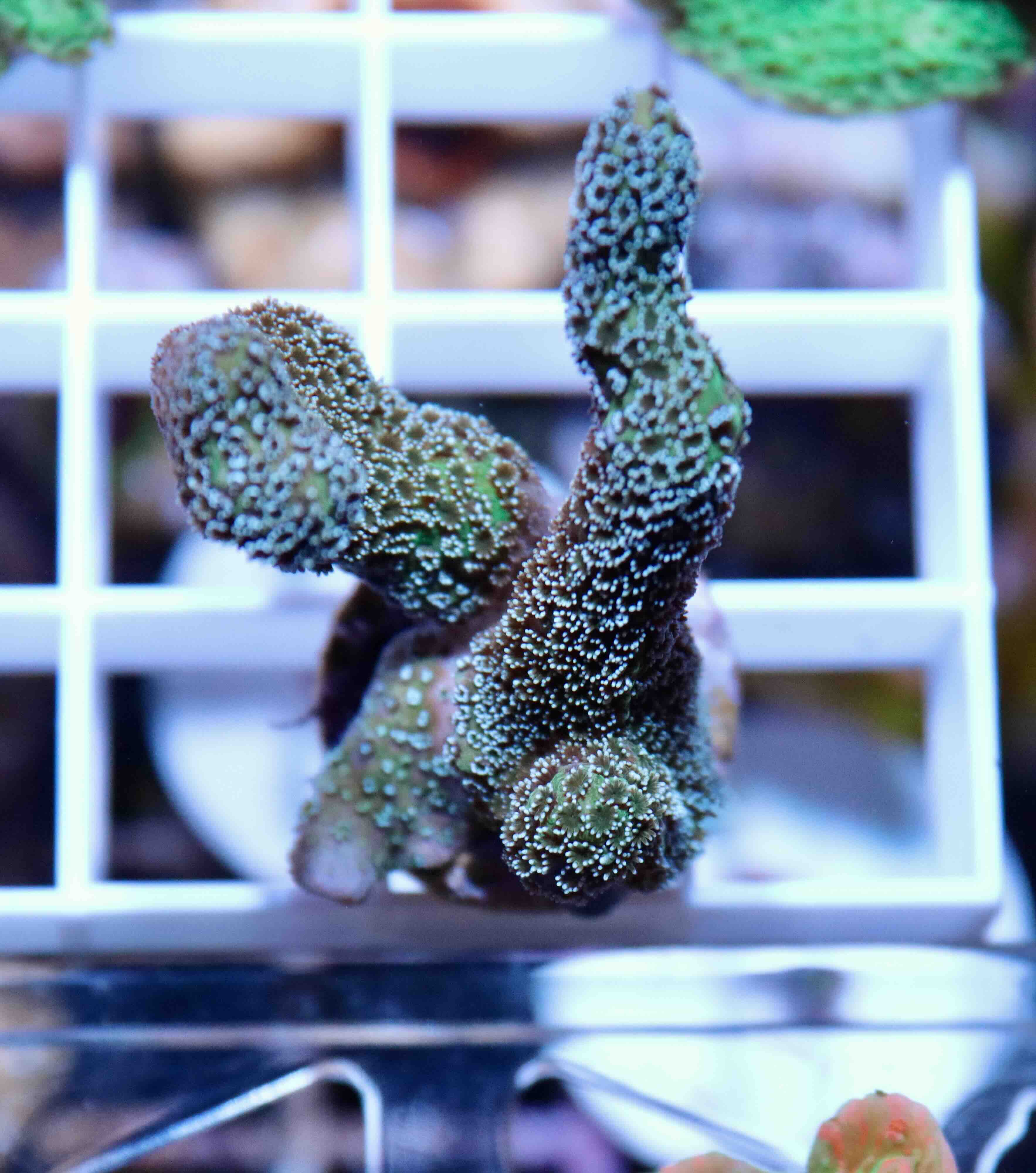 Montipora digitata "blue" (M), WYSIWYG30