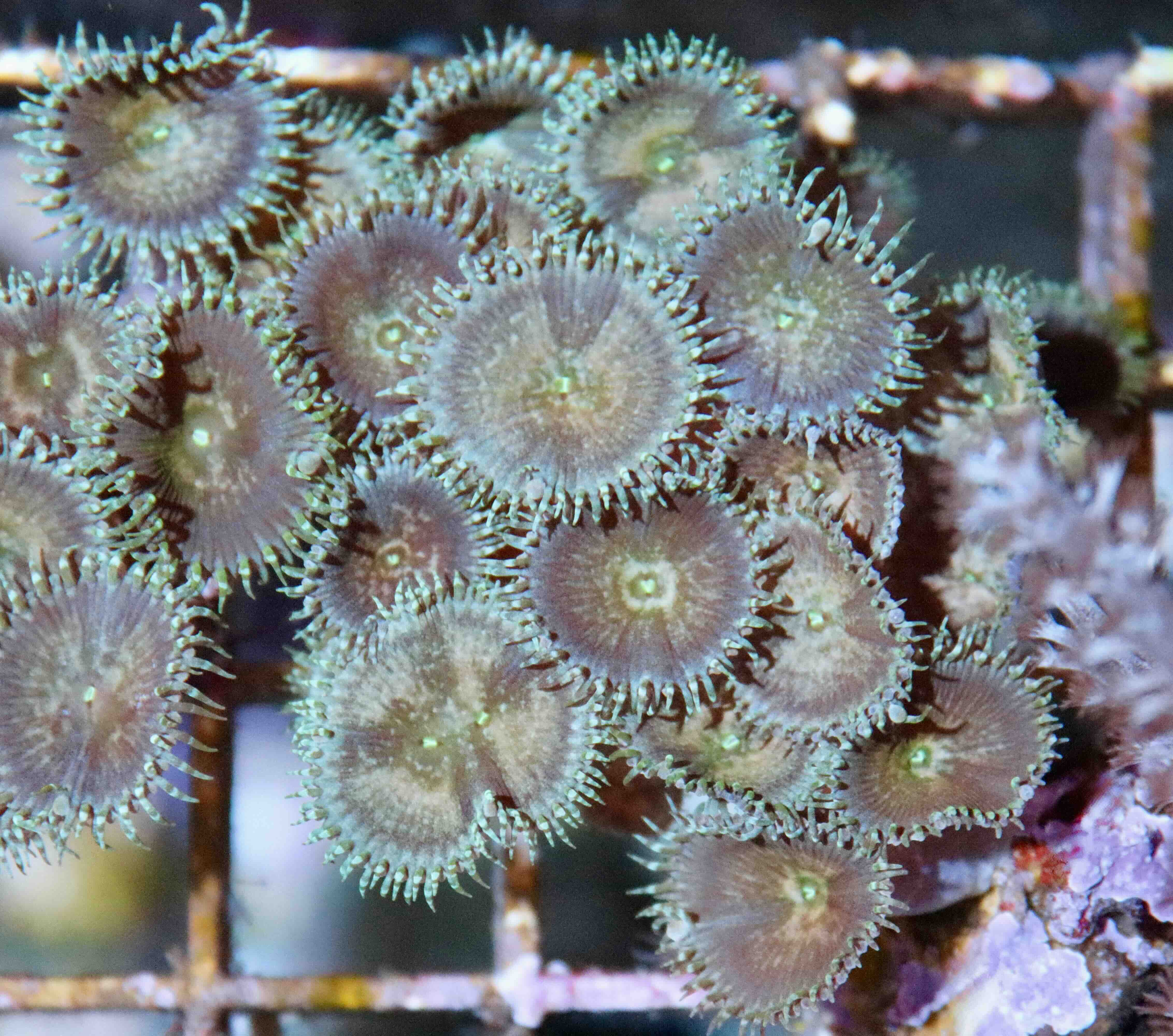 Palythoa green button (L), WYSIWYG104.1