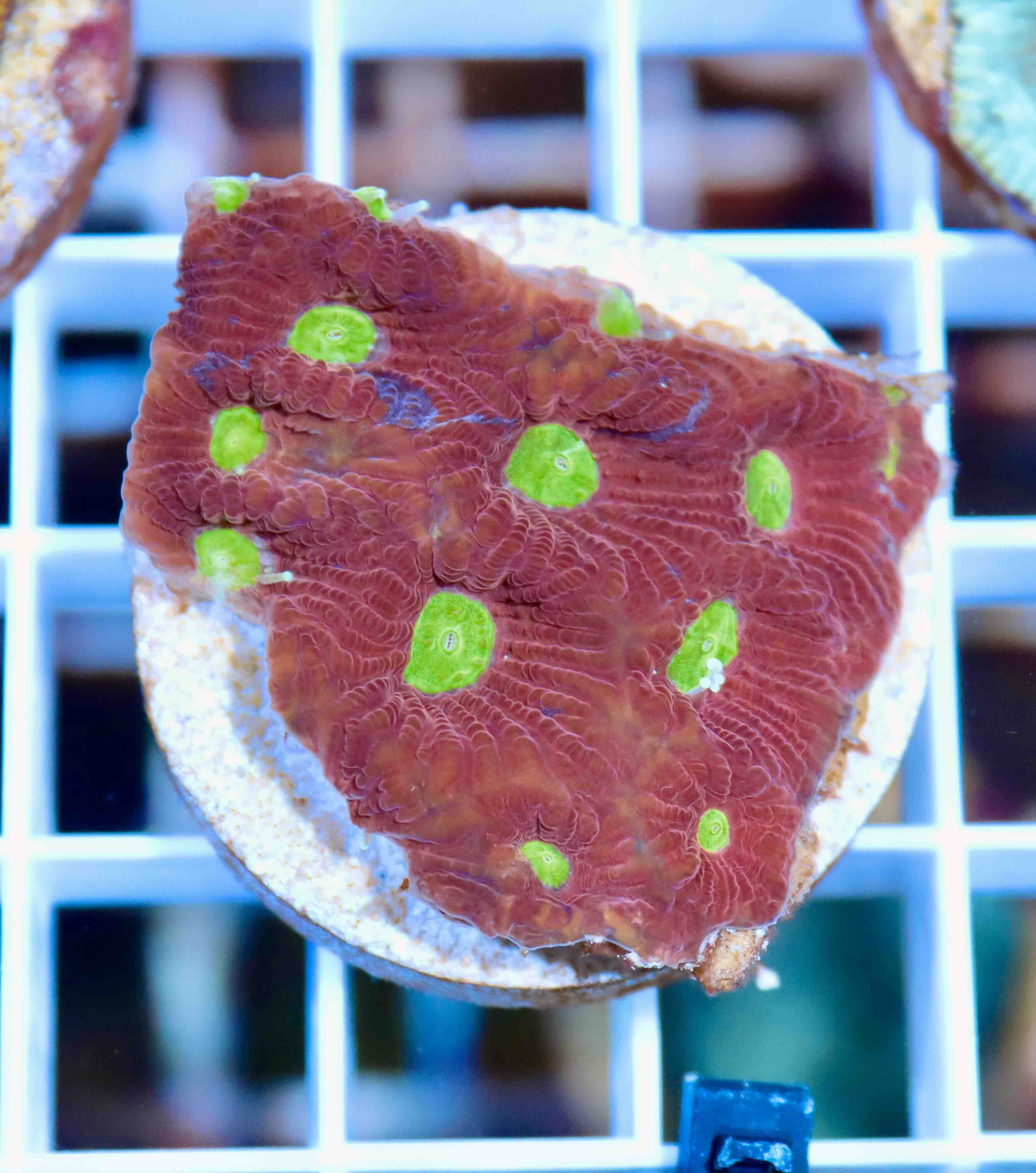 Favites pentagona Ultra "Superman" (M), WYSIWYG32.4
