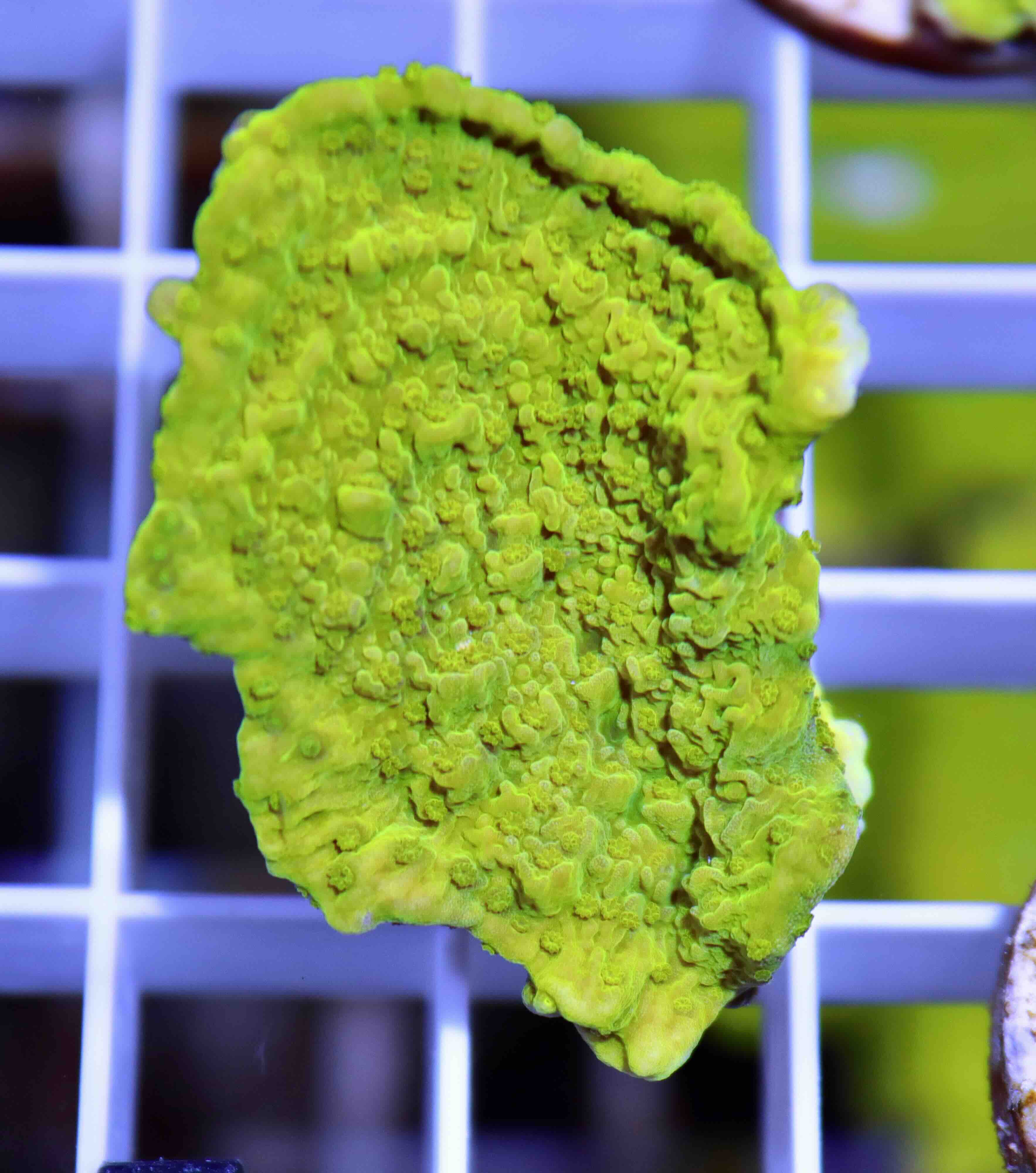Montipora ultra green (S), WYSIWYG03.4