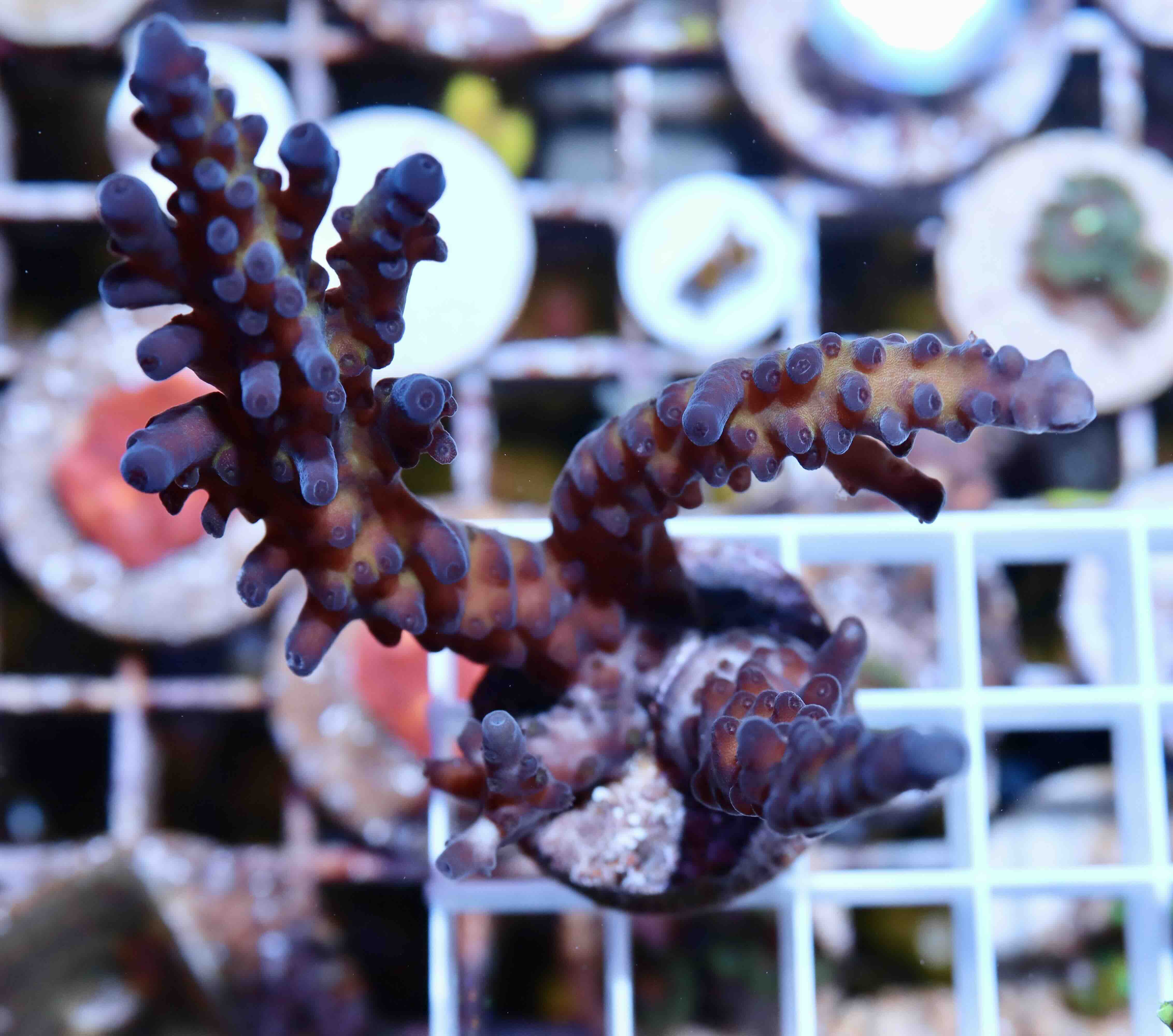 Acropora sp. (M), WYSIWYG018.8