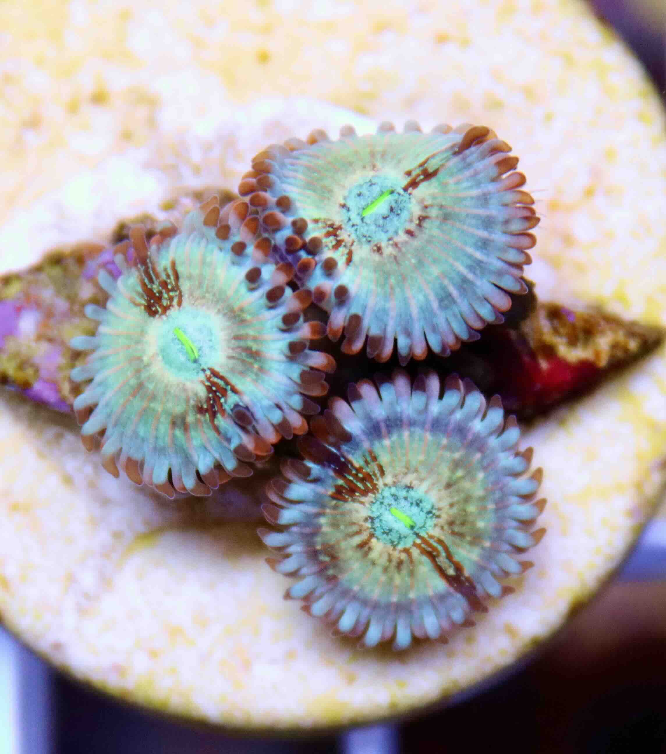 Zoanthus Seduction