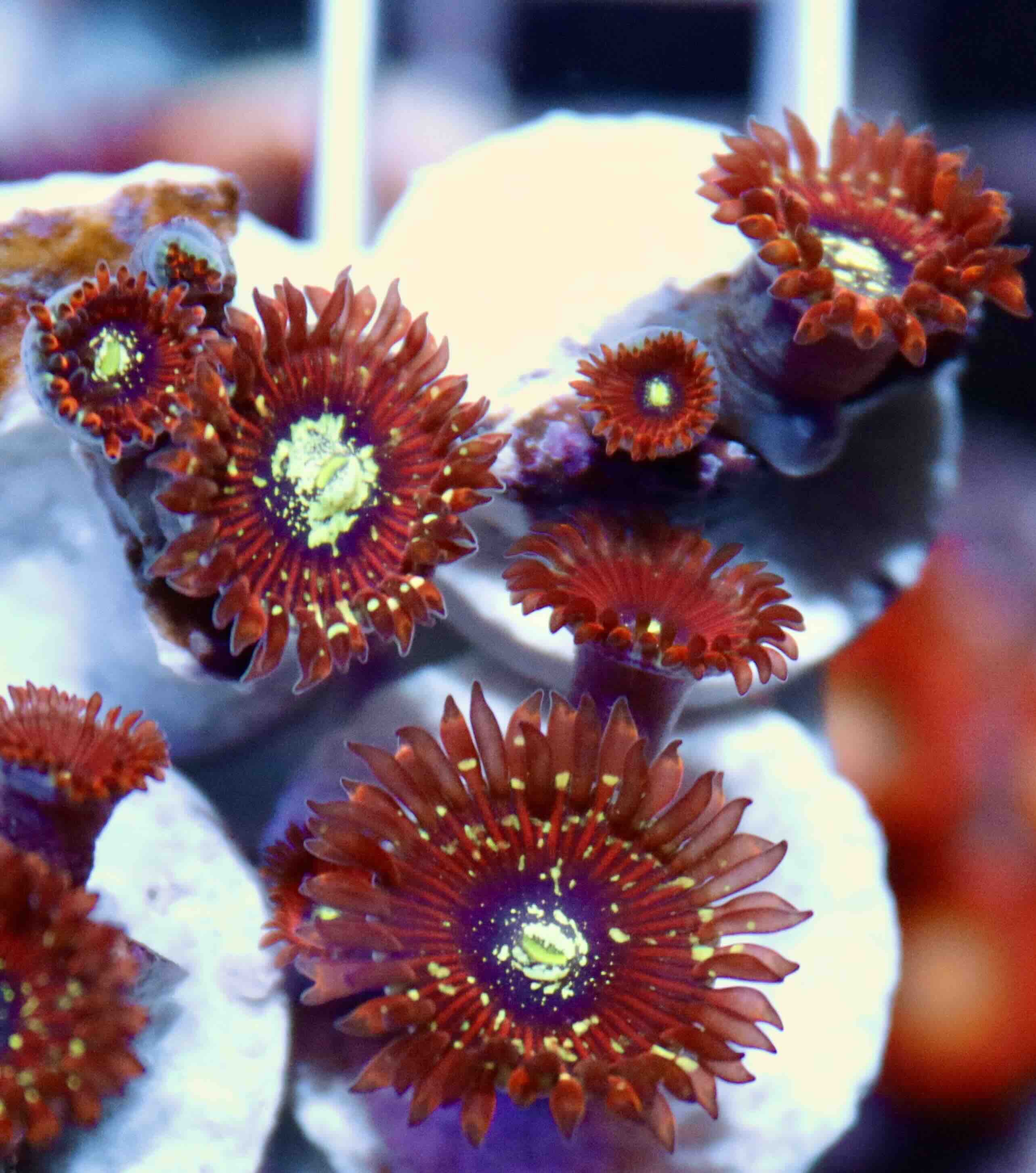 Zoanthus Magicians