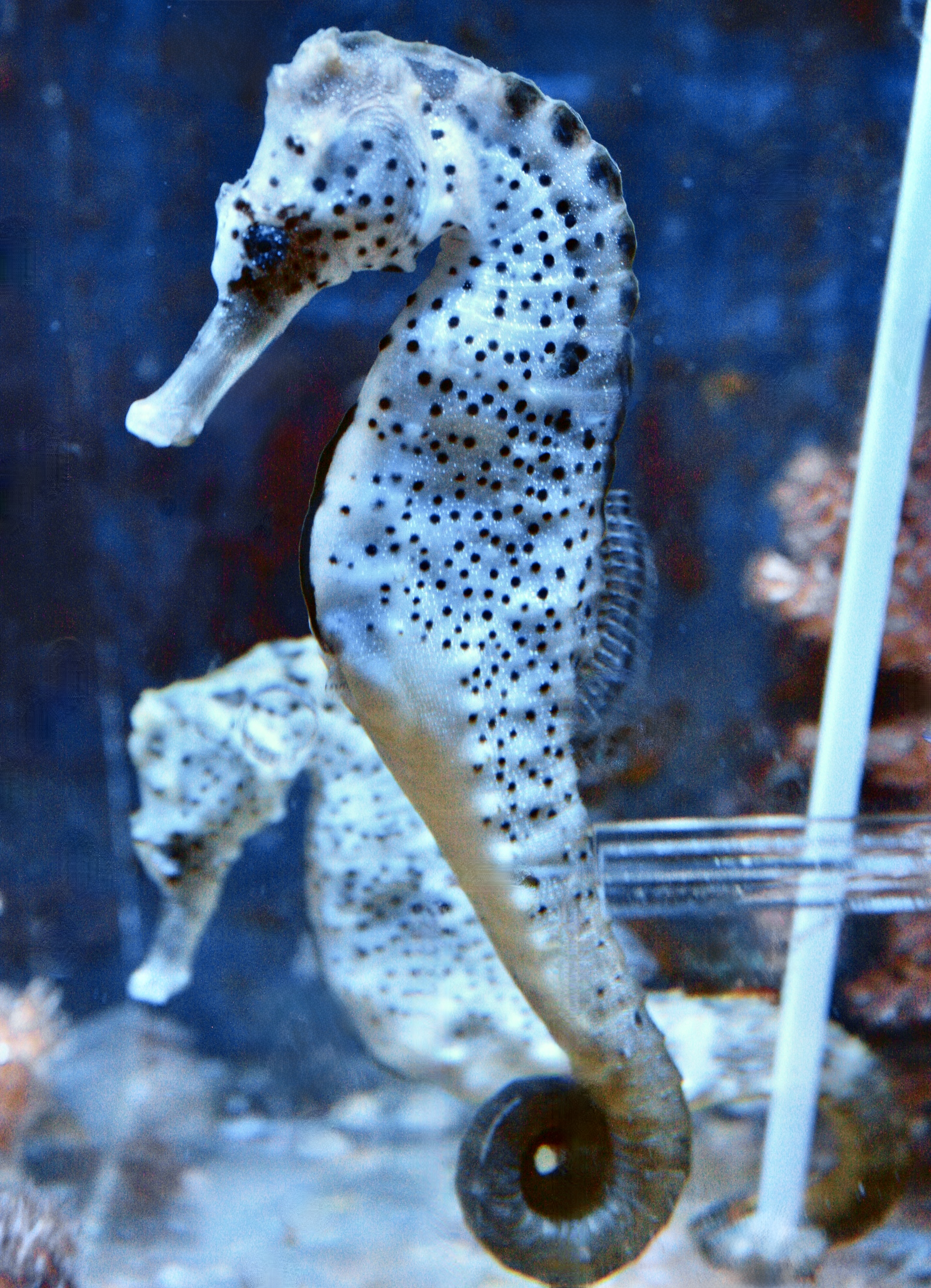 Hippocampus Reidi - odchov