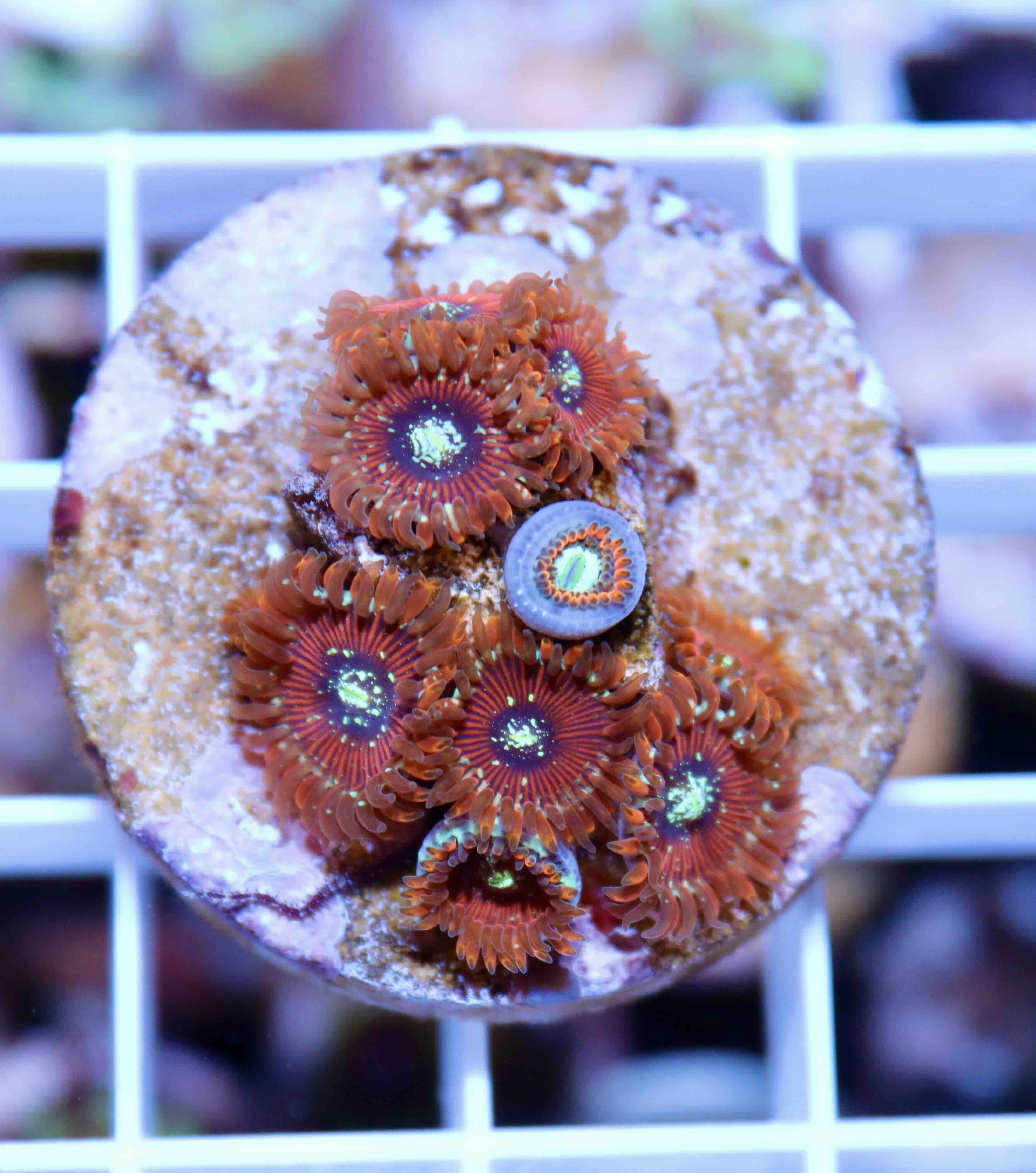 Zoanthus Magicians, WYSIWYG119.6