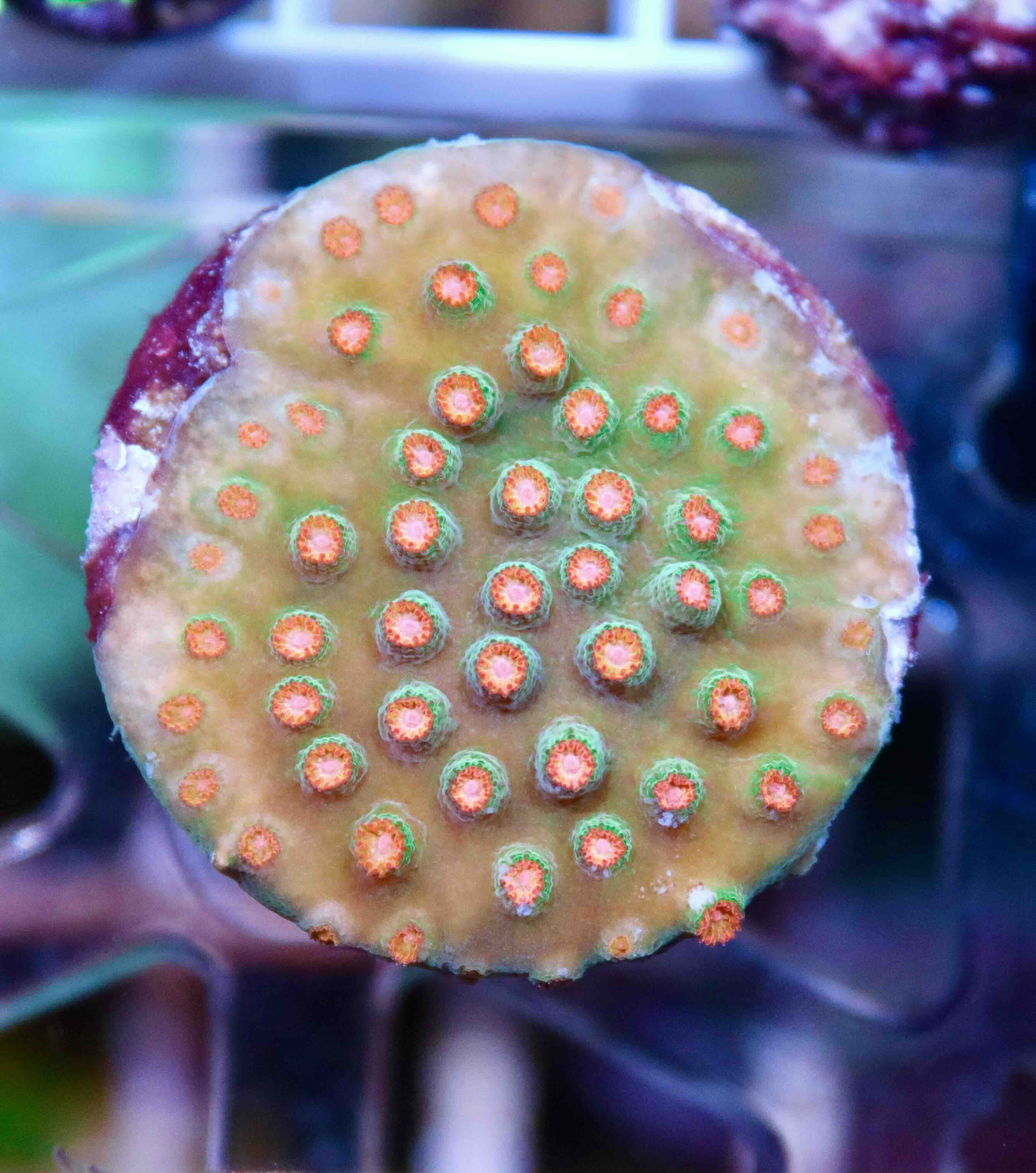 Cyphastrea Jingle Bells (S), WYSIWYG125