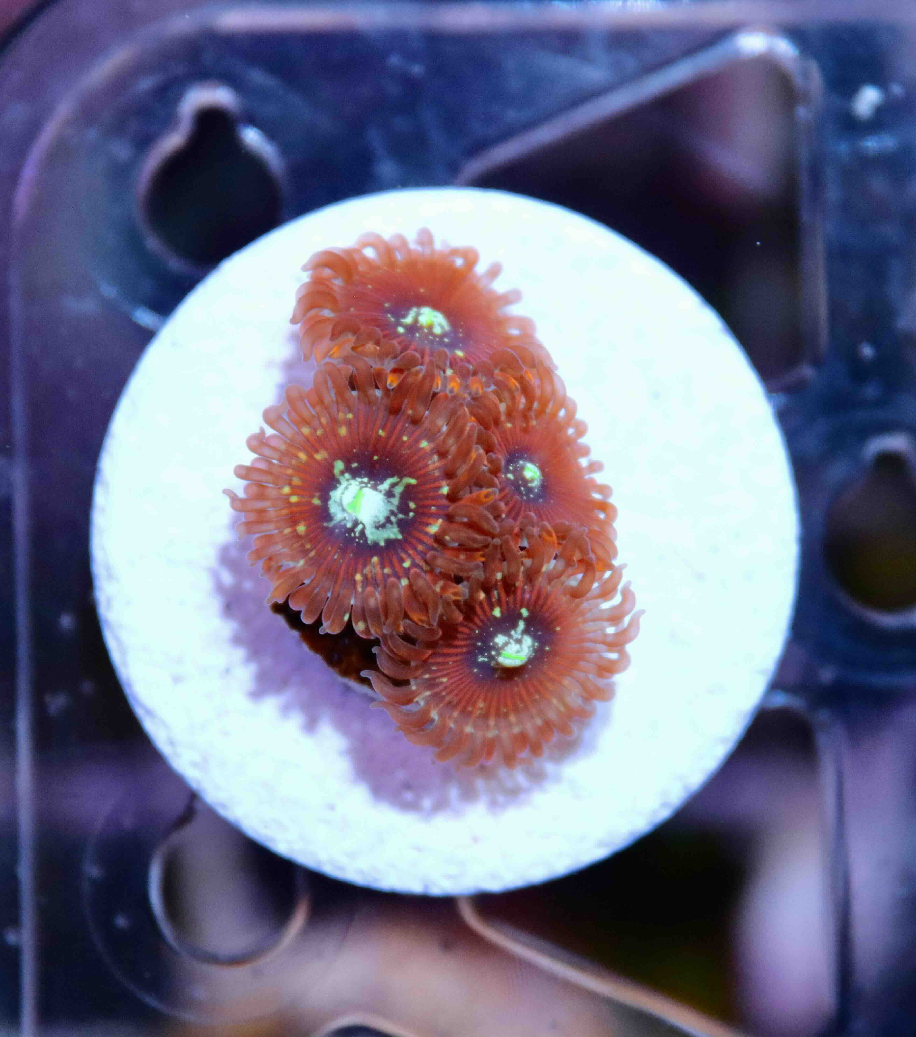 Zoanthus Magicians, WYSIWYG119.5