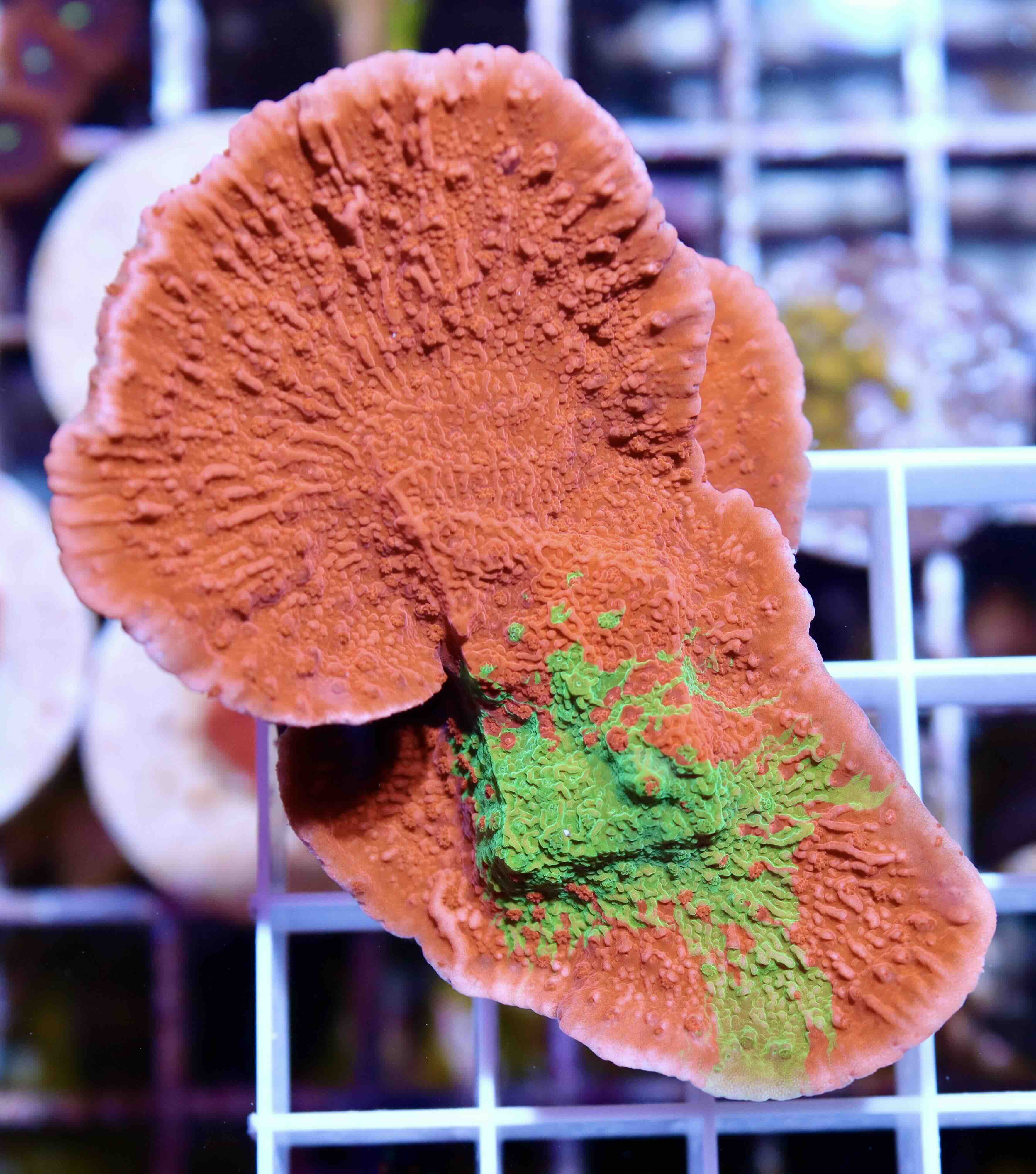 Montipora Crafted Green/Red (M/L), WYSIWYG04.4