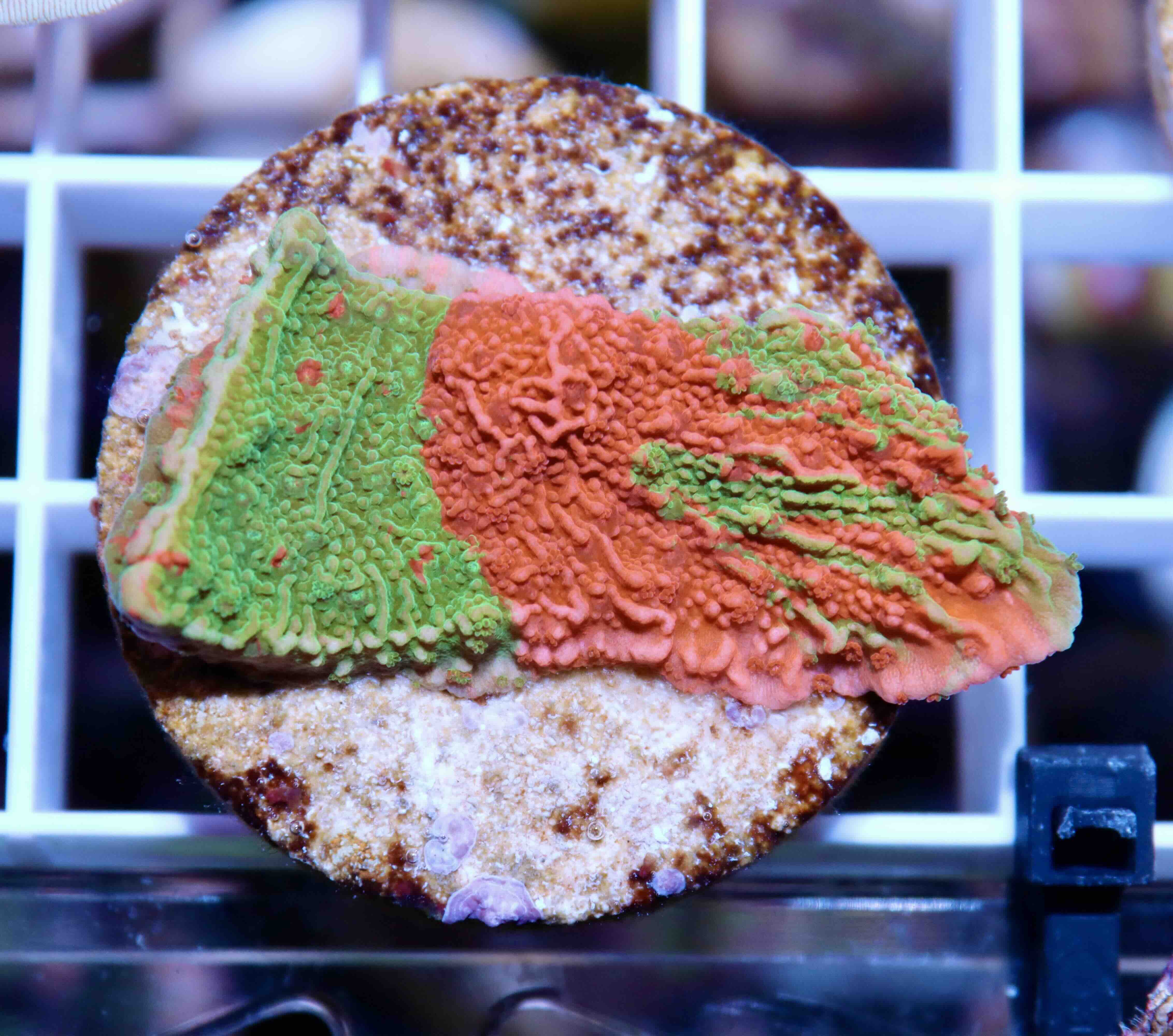 Montipora Crafted Green/Red (M), WYSIWYG04.5
