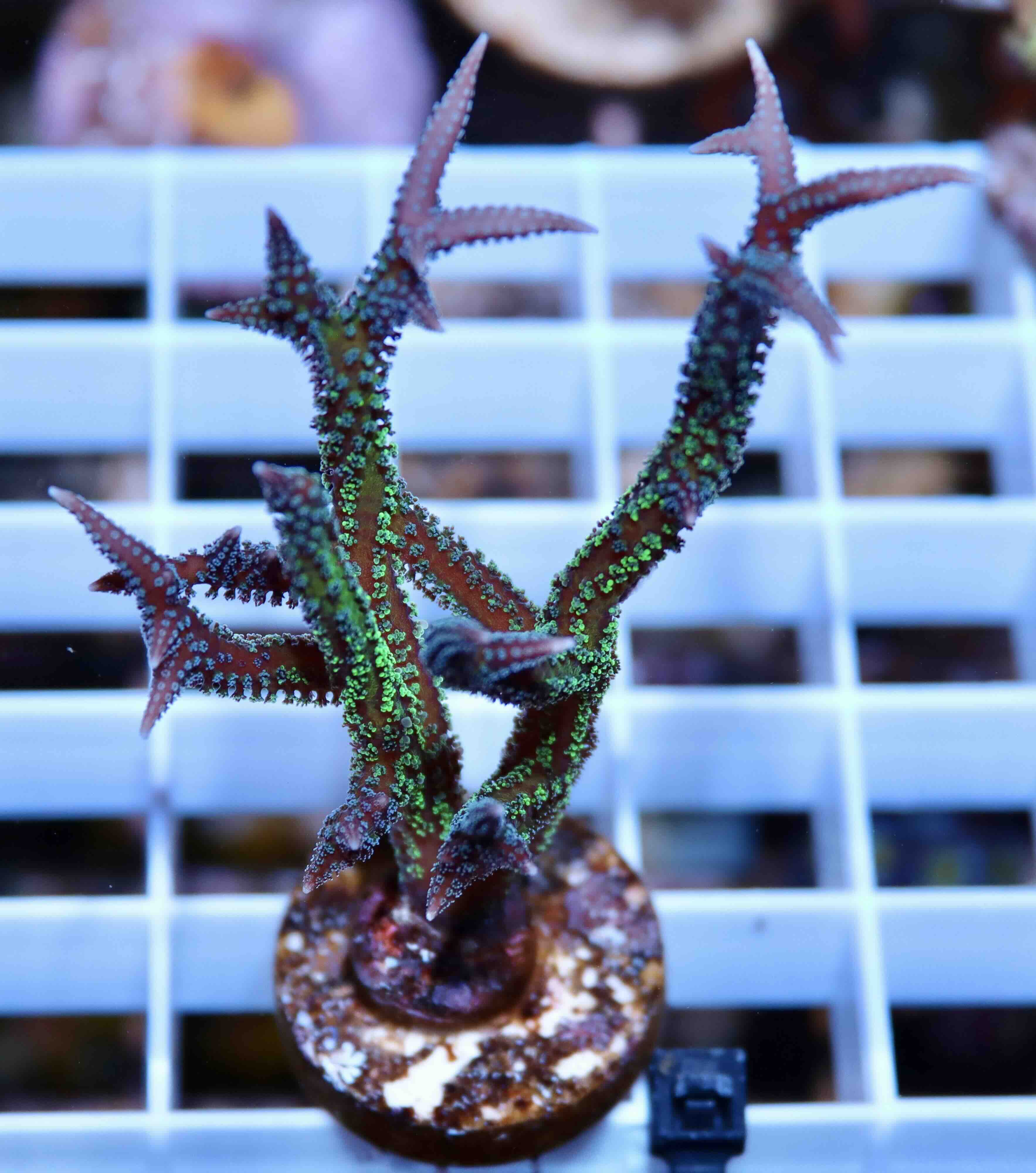 Seriatopora Hystrix Bicolor (M)