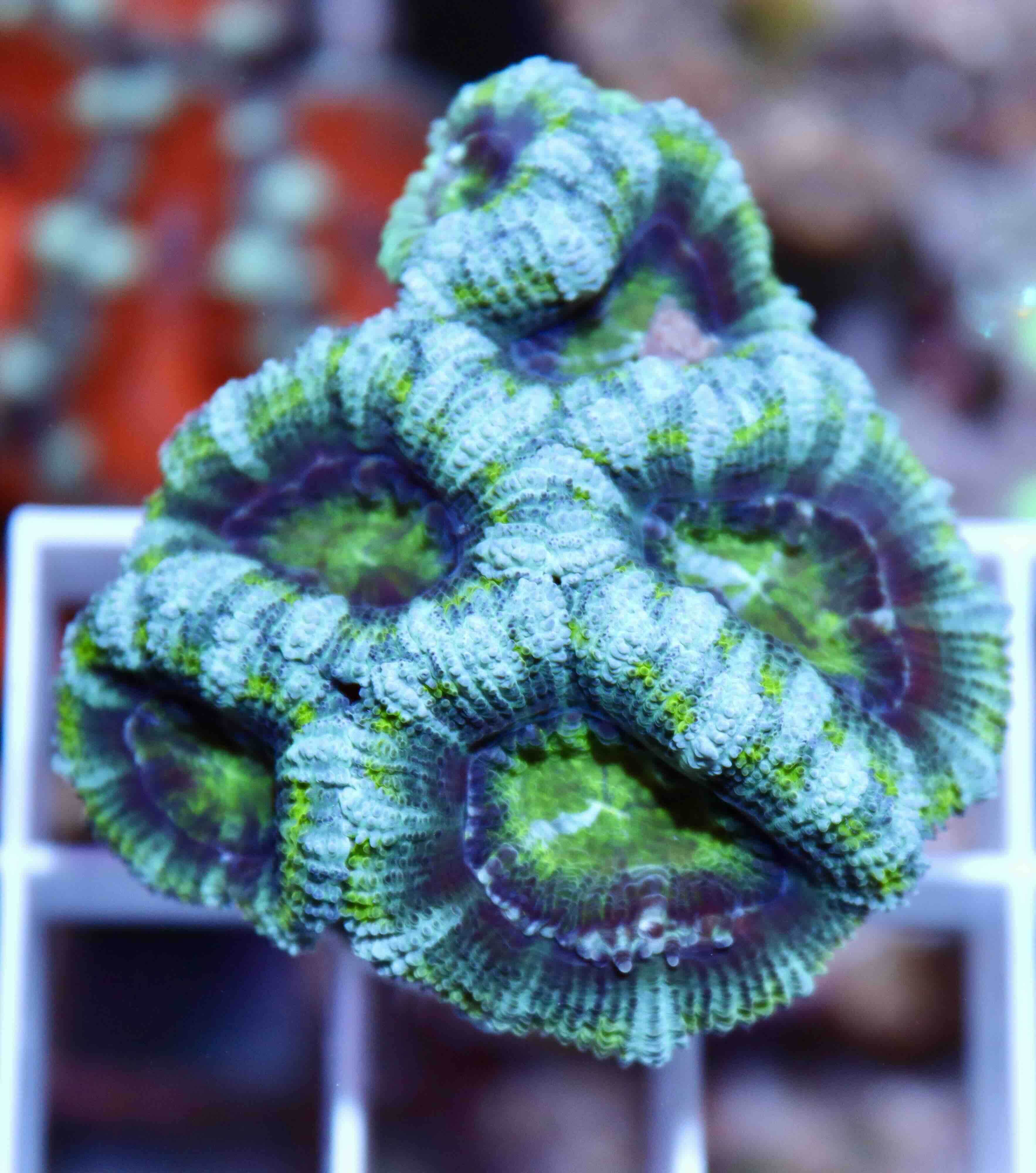 Acanthastrea lordhowensis Green Premium (M)