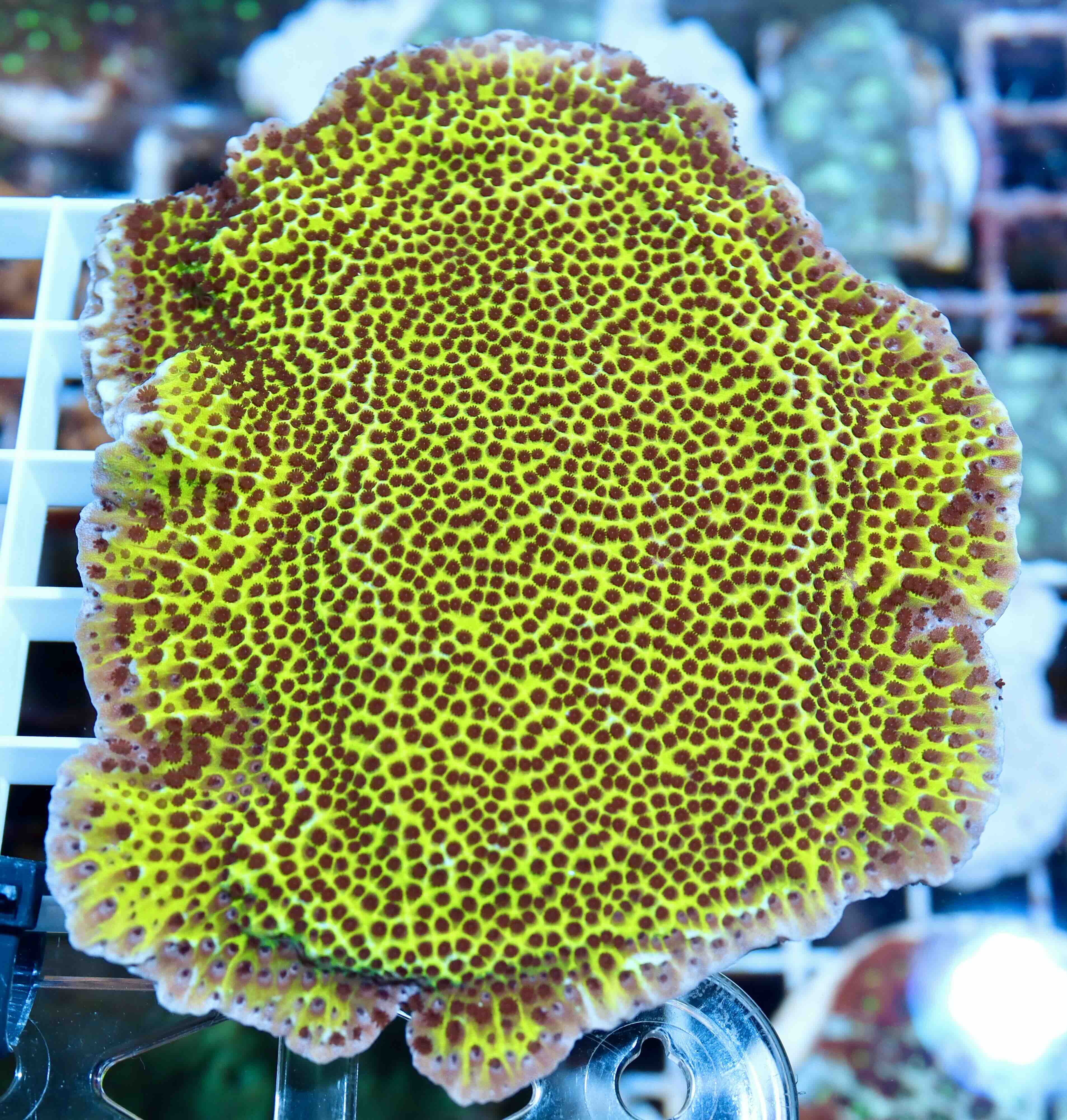 Montipora Spongodes Green (L)