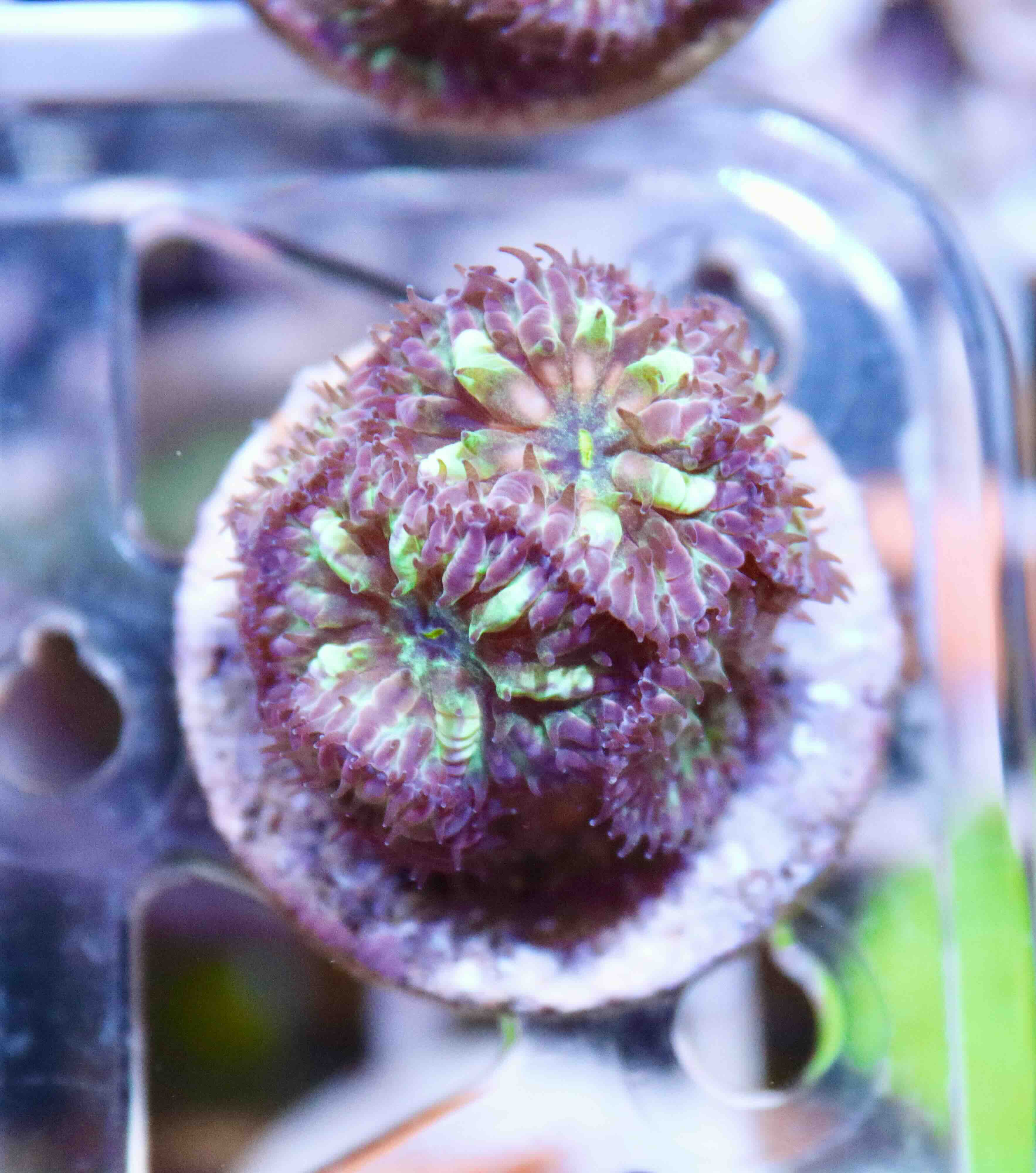 Blastomussa merletti "Frozen Eclipse" (S/M)