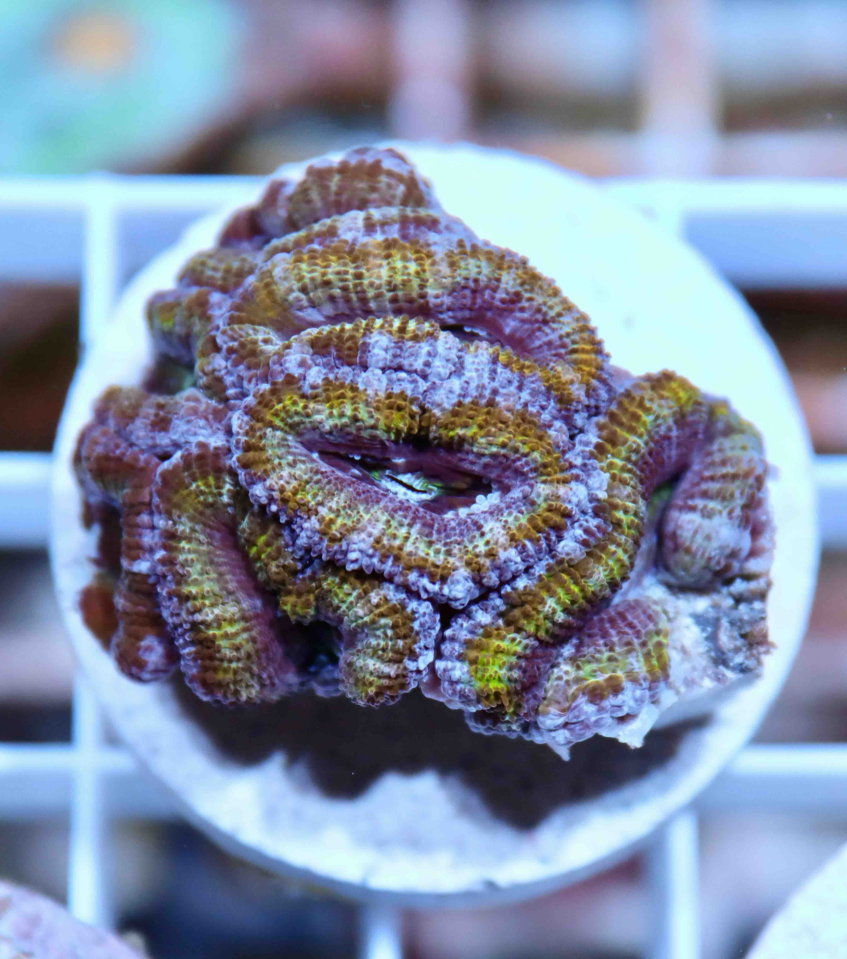 Micromussa spp. (Ultra), (M)