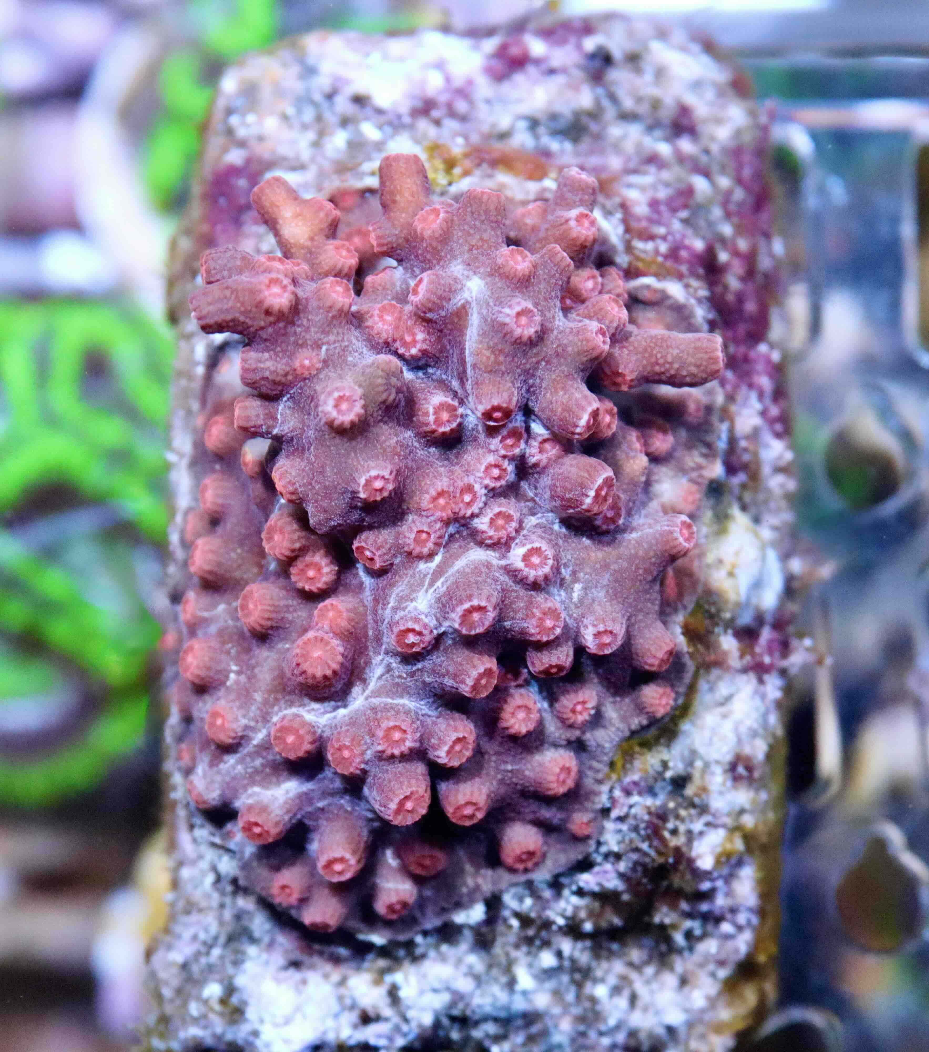 Cyphastrea decadia (L), WYSIWYG139.3