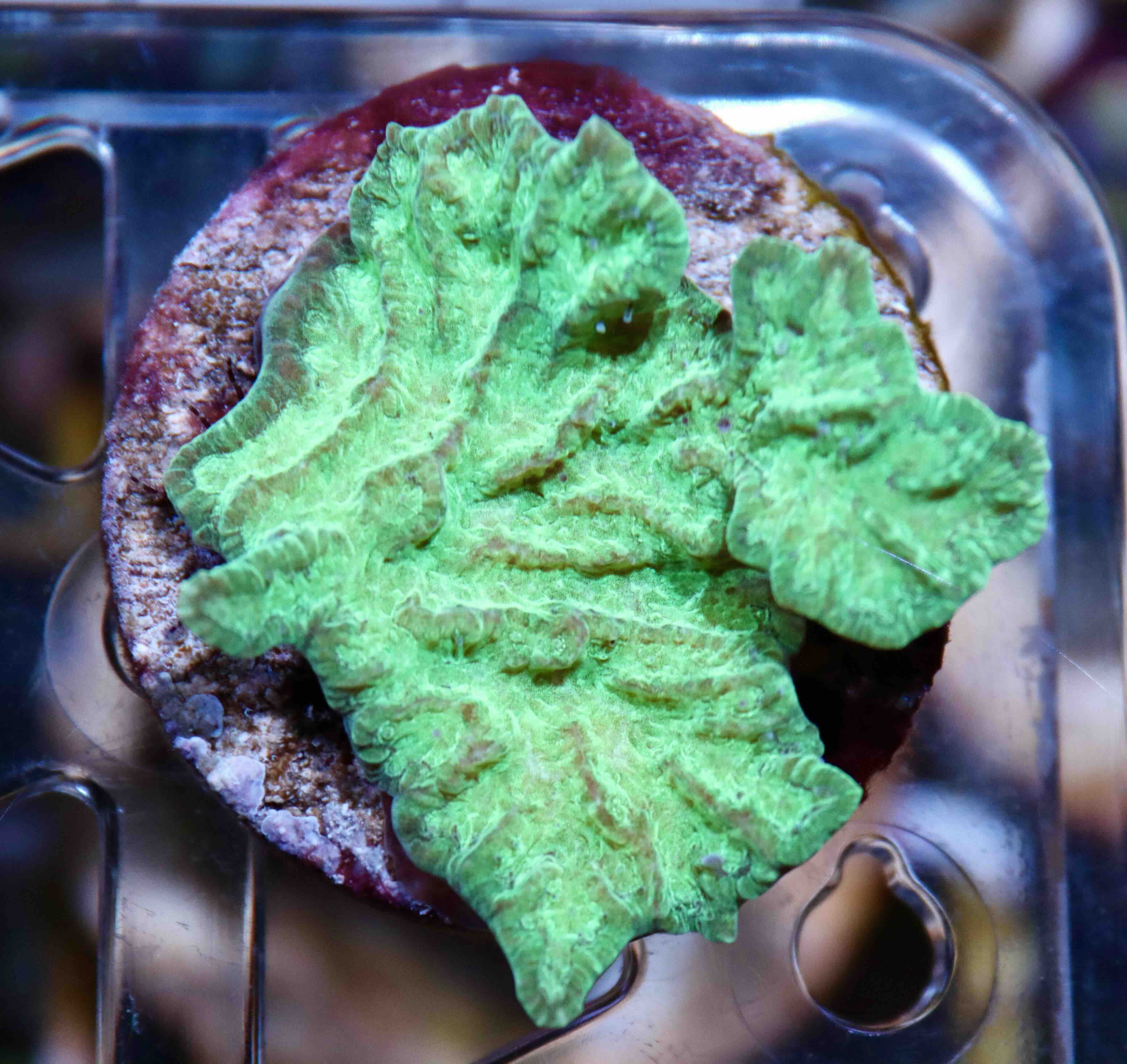 Merulina ampliata Green (M)