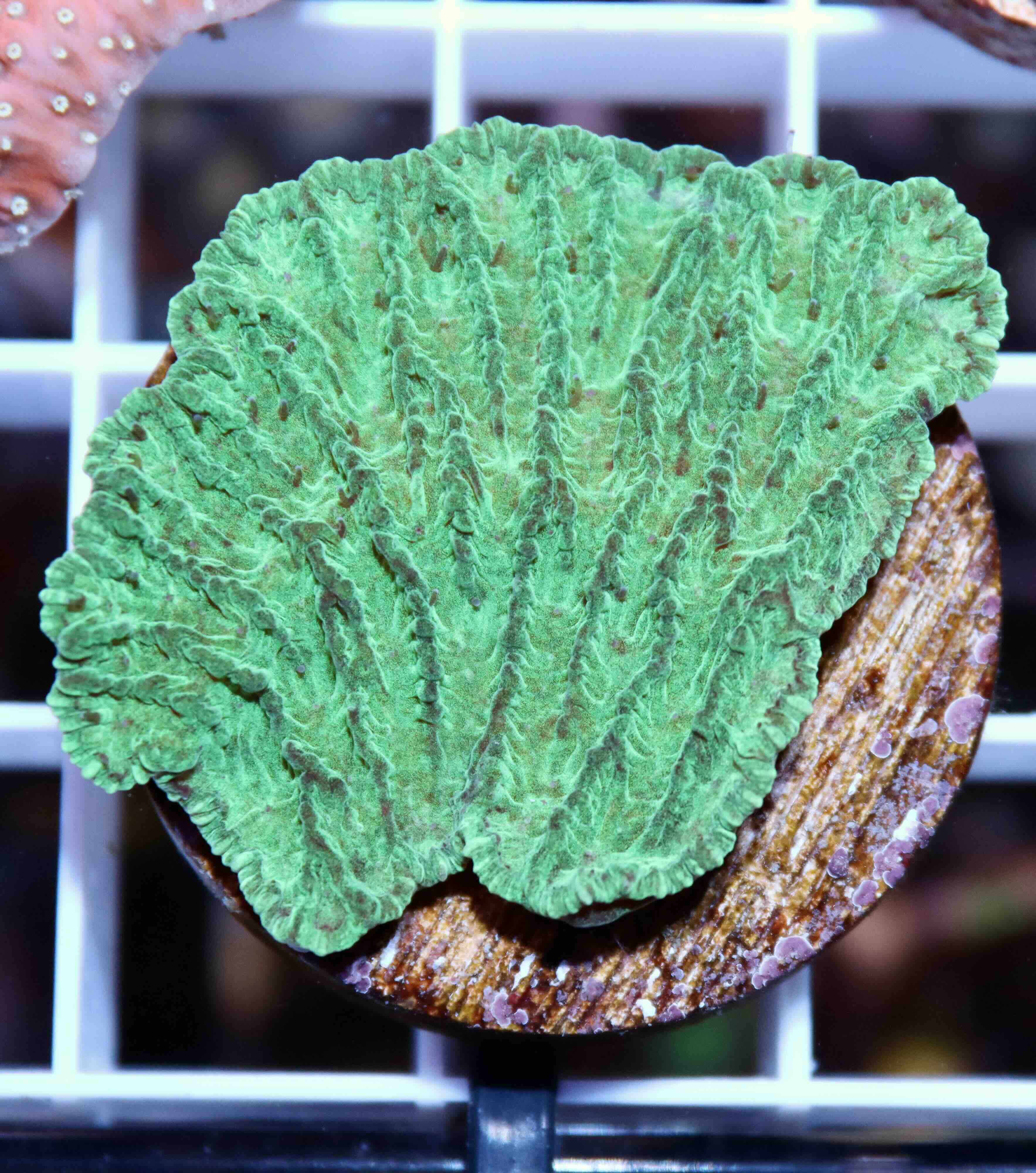 Merulina ampliata Green (M)