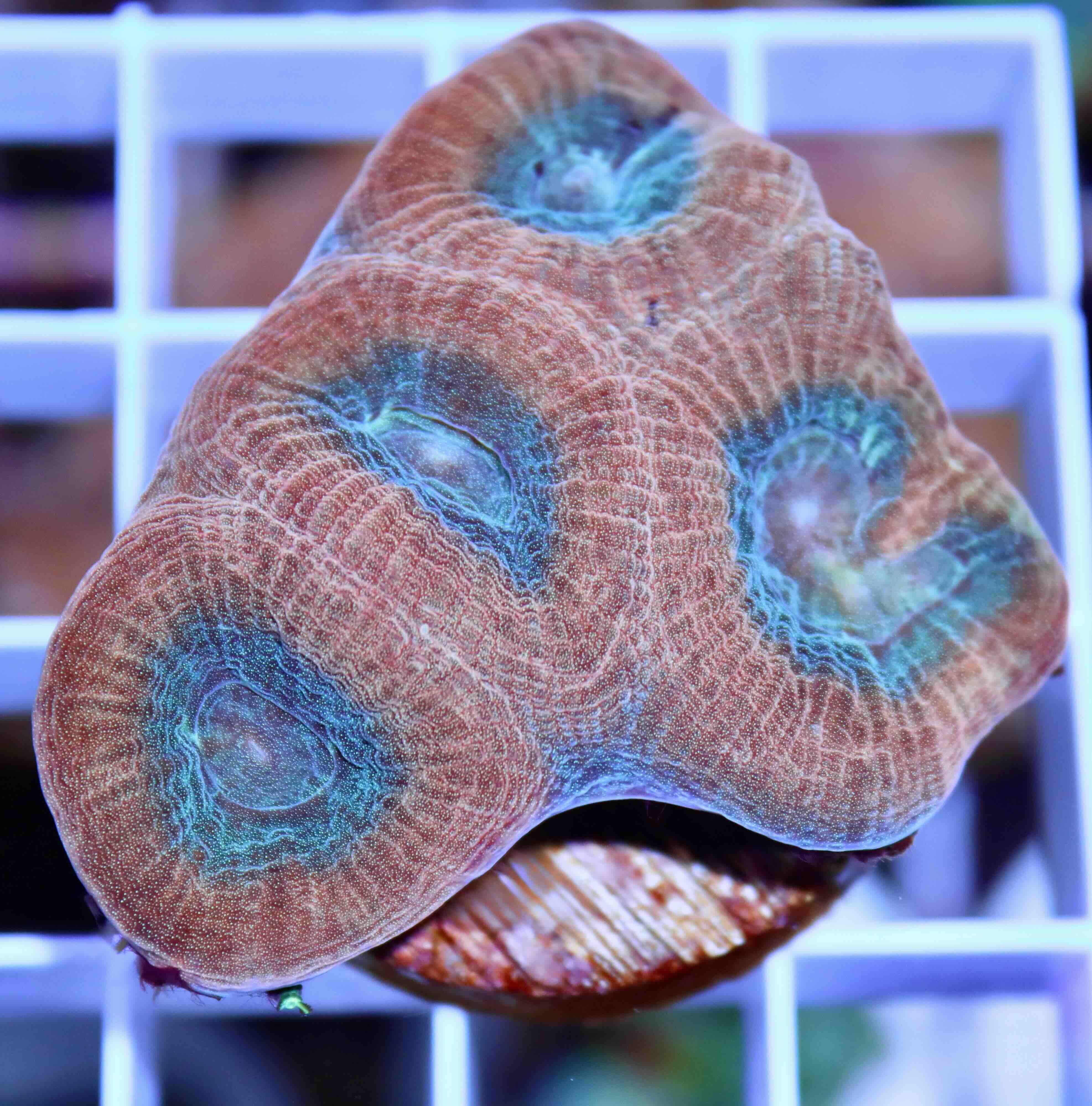 Favia Reverse Prism (M/L), WYSIWYG5.2