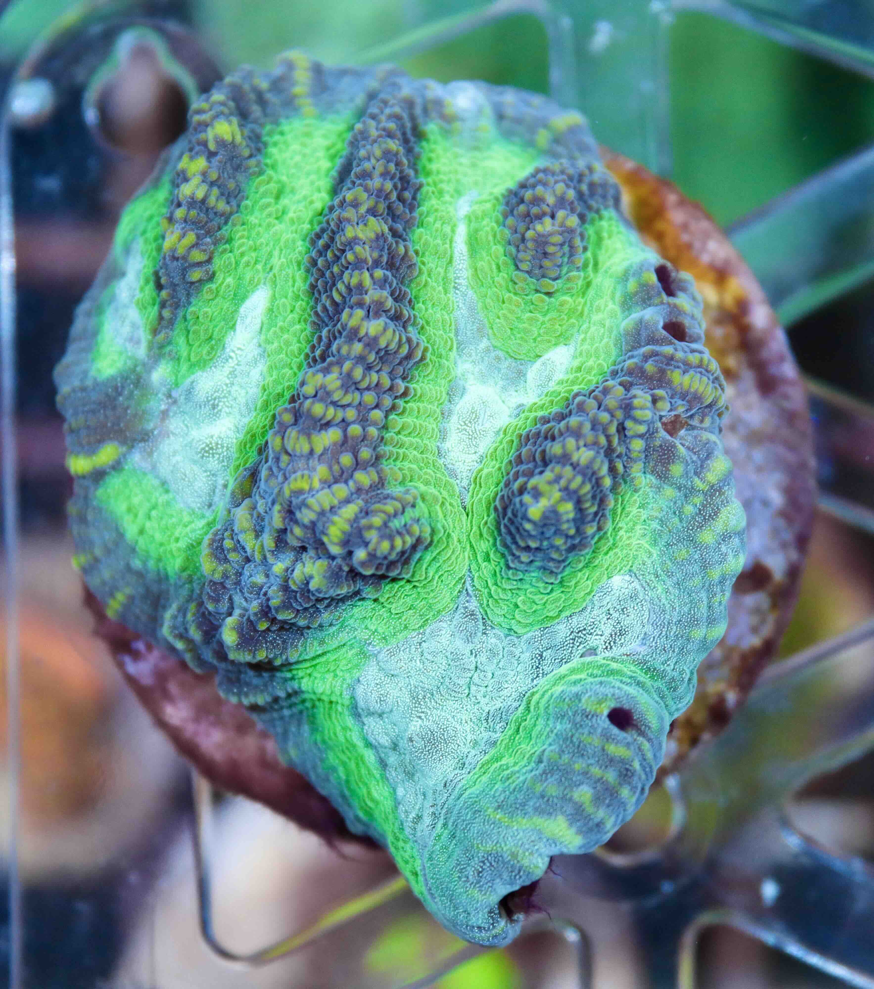 Platygyra Premium Green (M)