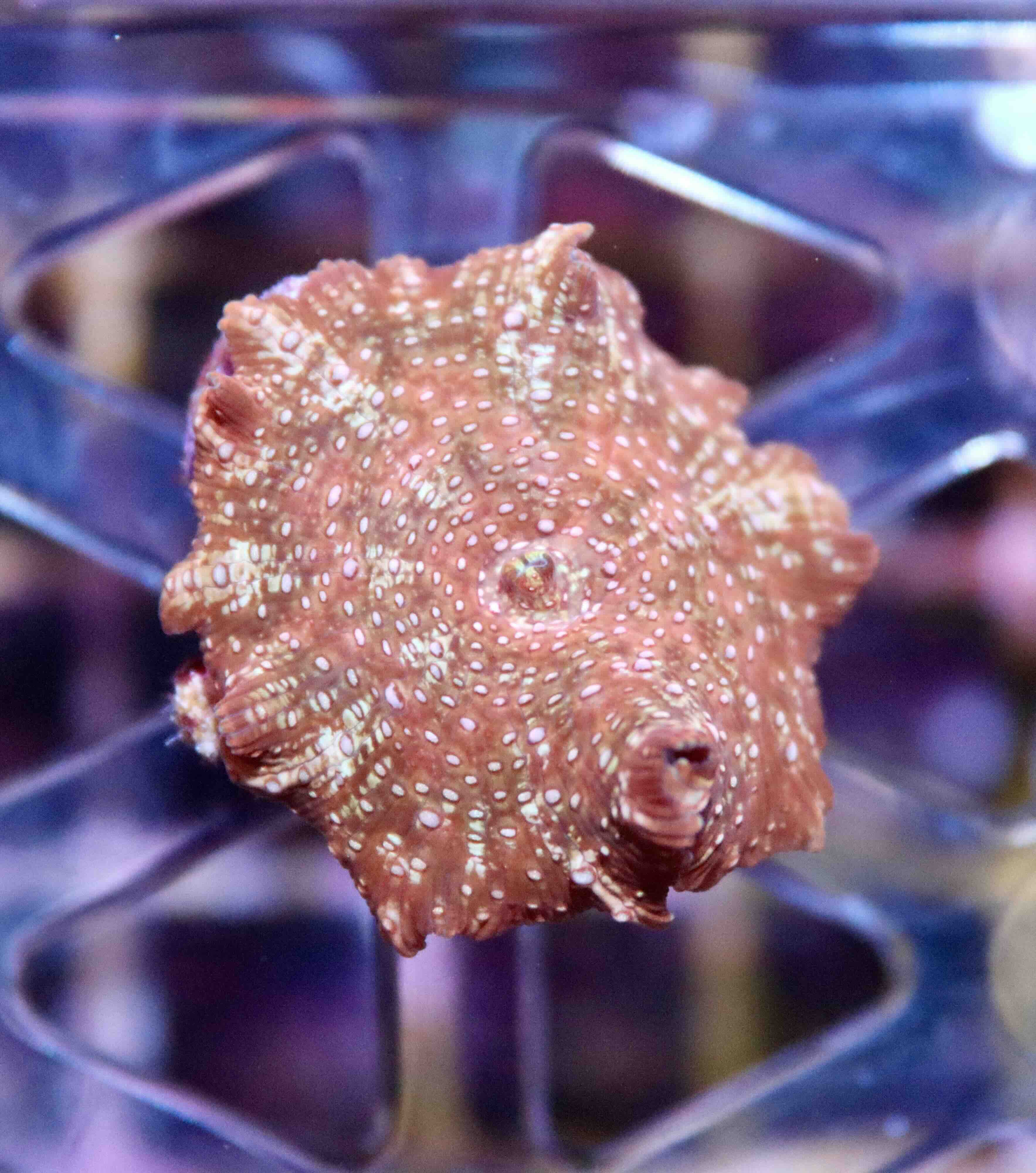 Discosoma Red - Pink Spotted (1 polyp)