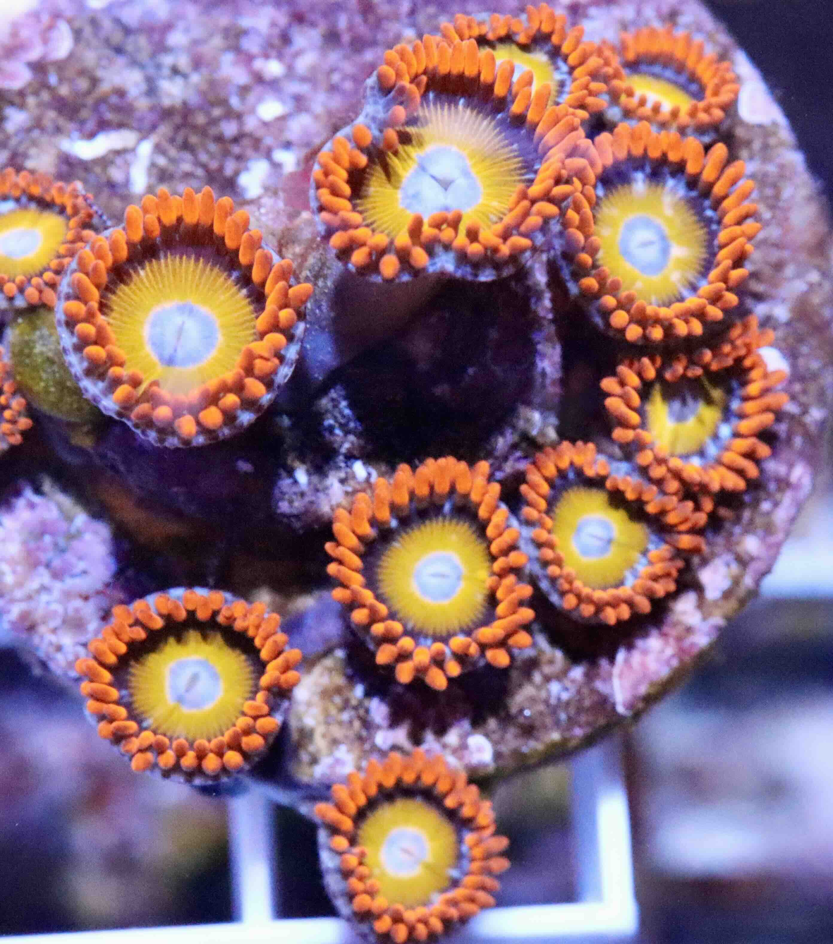 Zoanthus Blondies