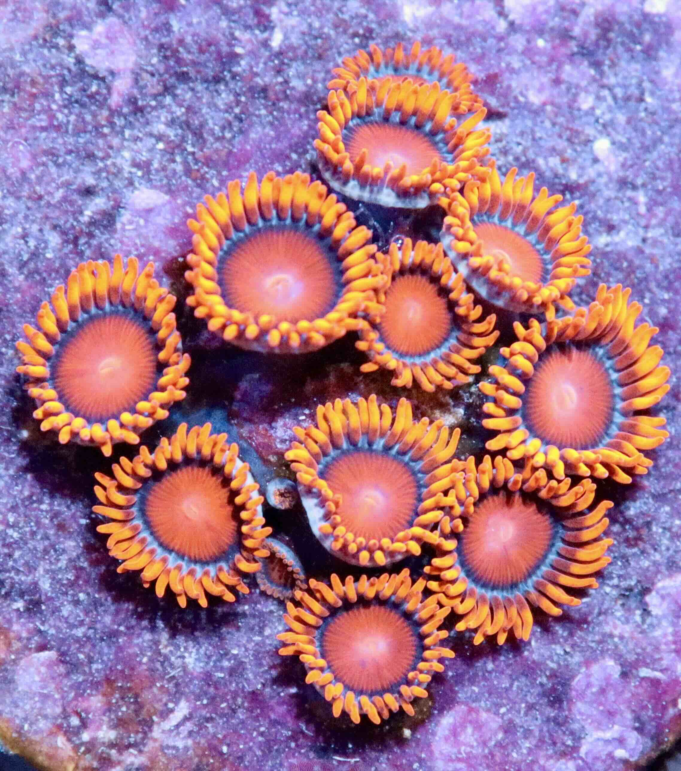 Zoanthus Bam Bam