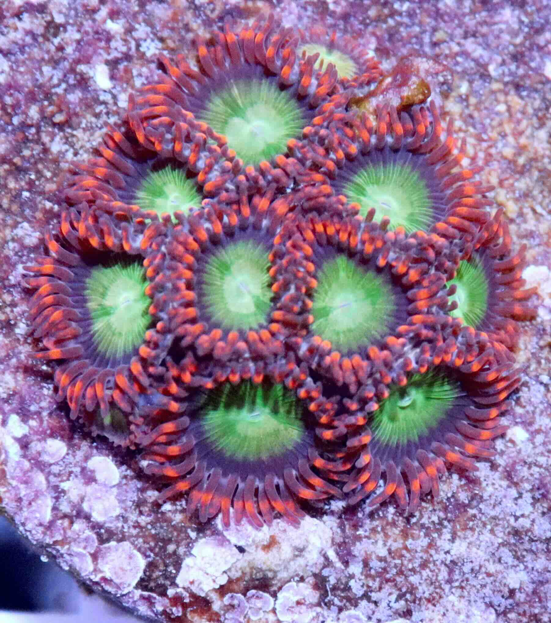 Zoanthus Goblins Fire
