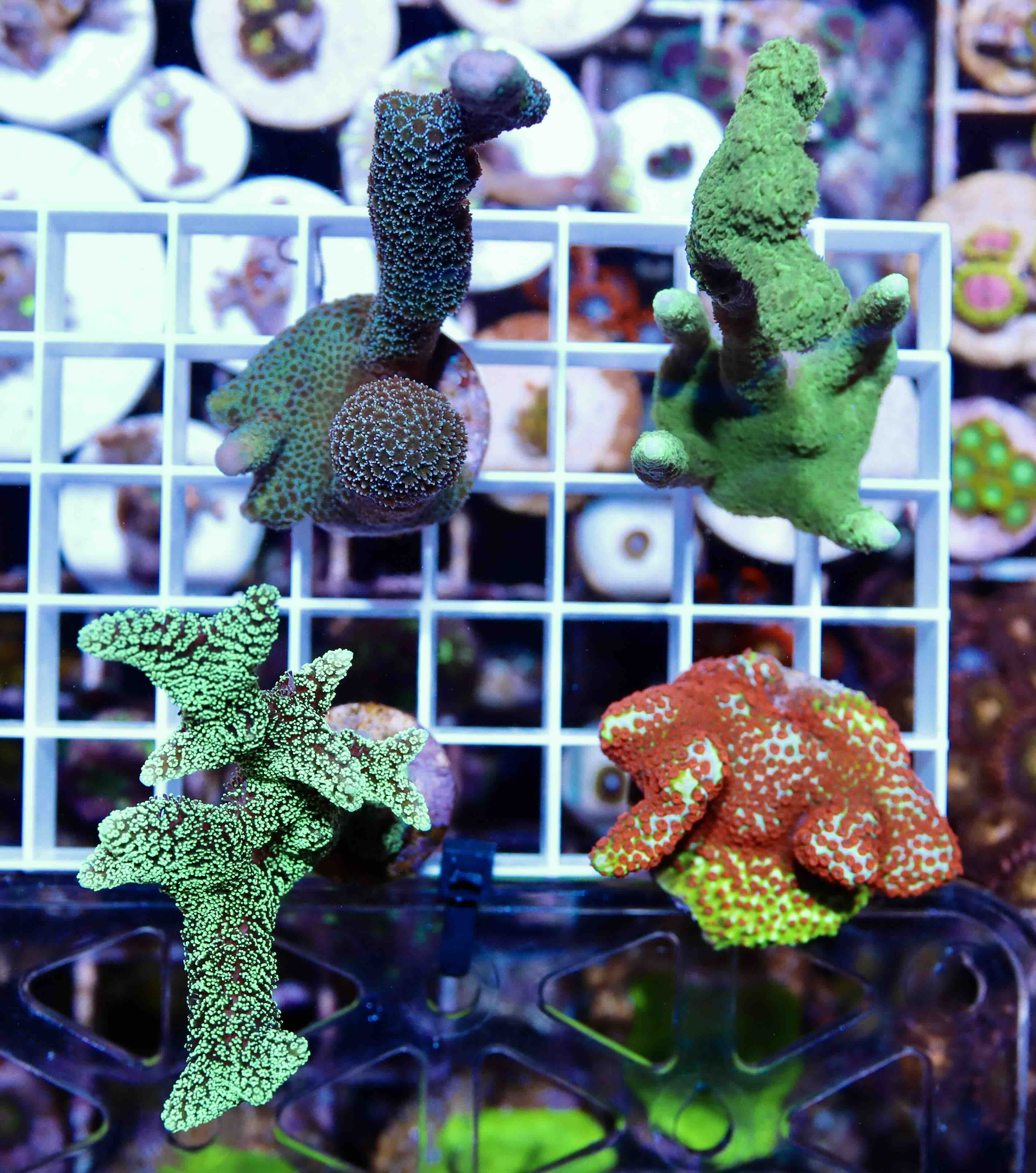 Coral Pack: SPS