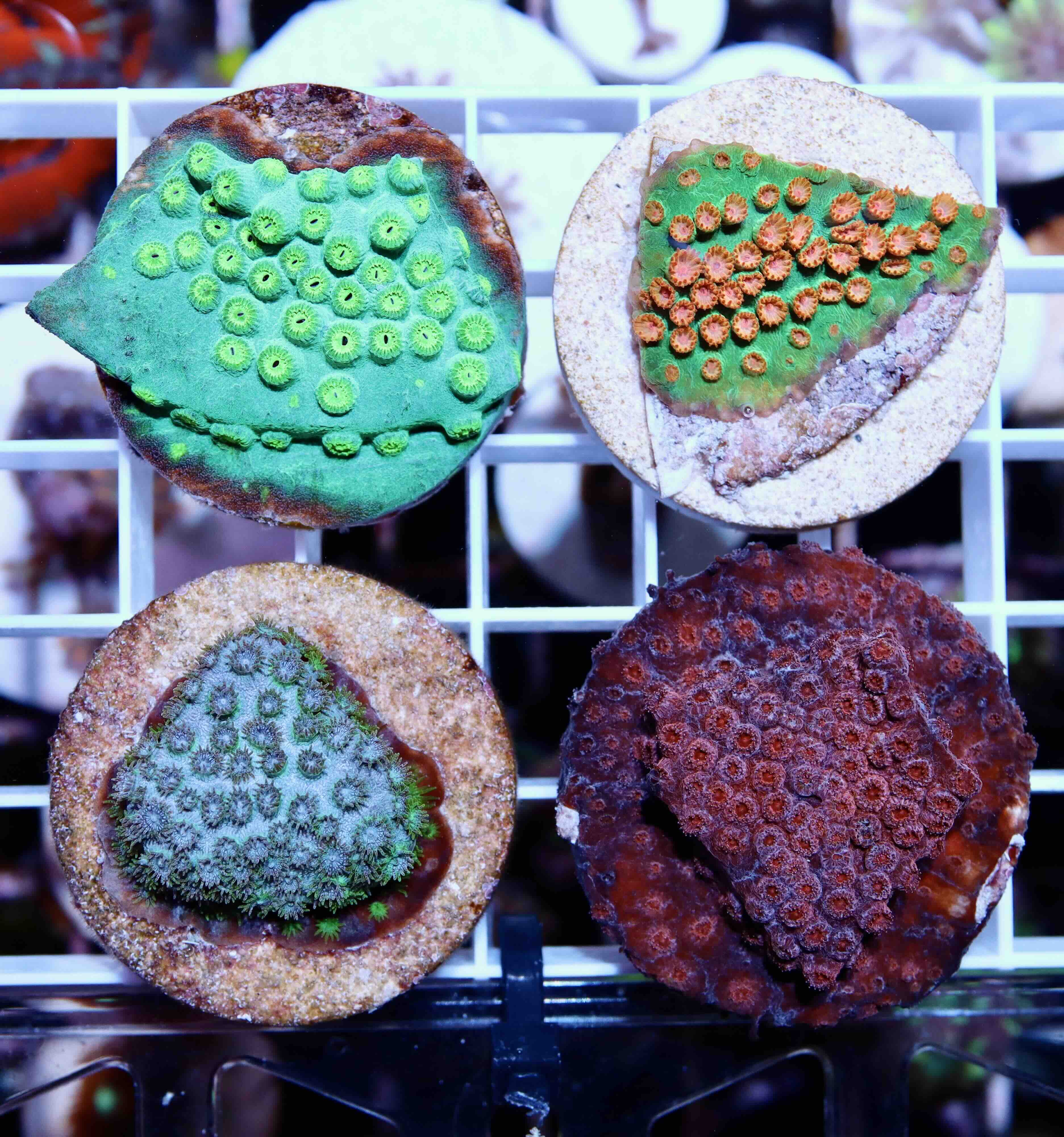 Coral Pack: Cyphastrea
