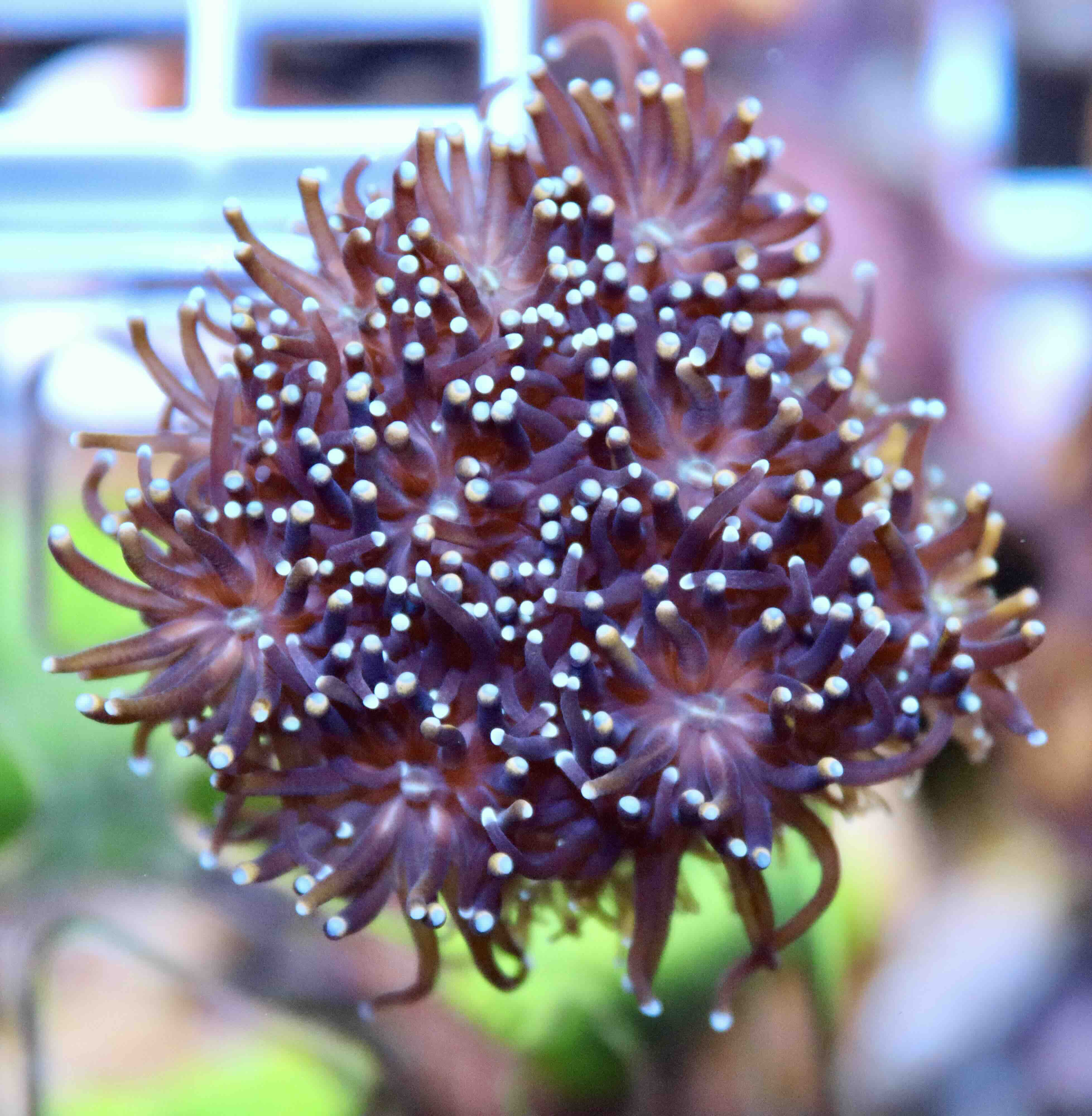 Galaxea fascicularis “golden“ (M/L)