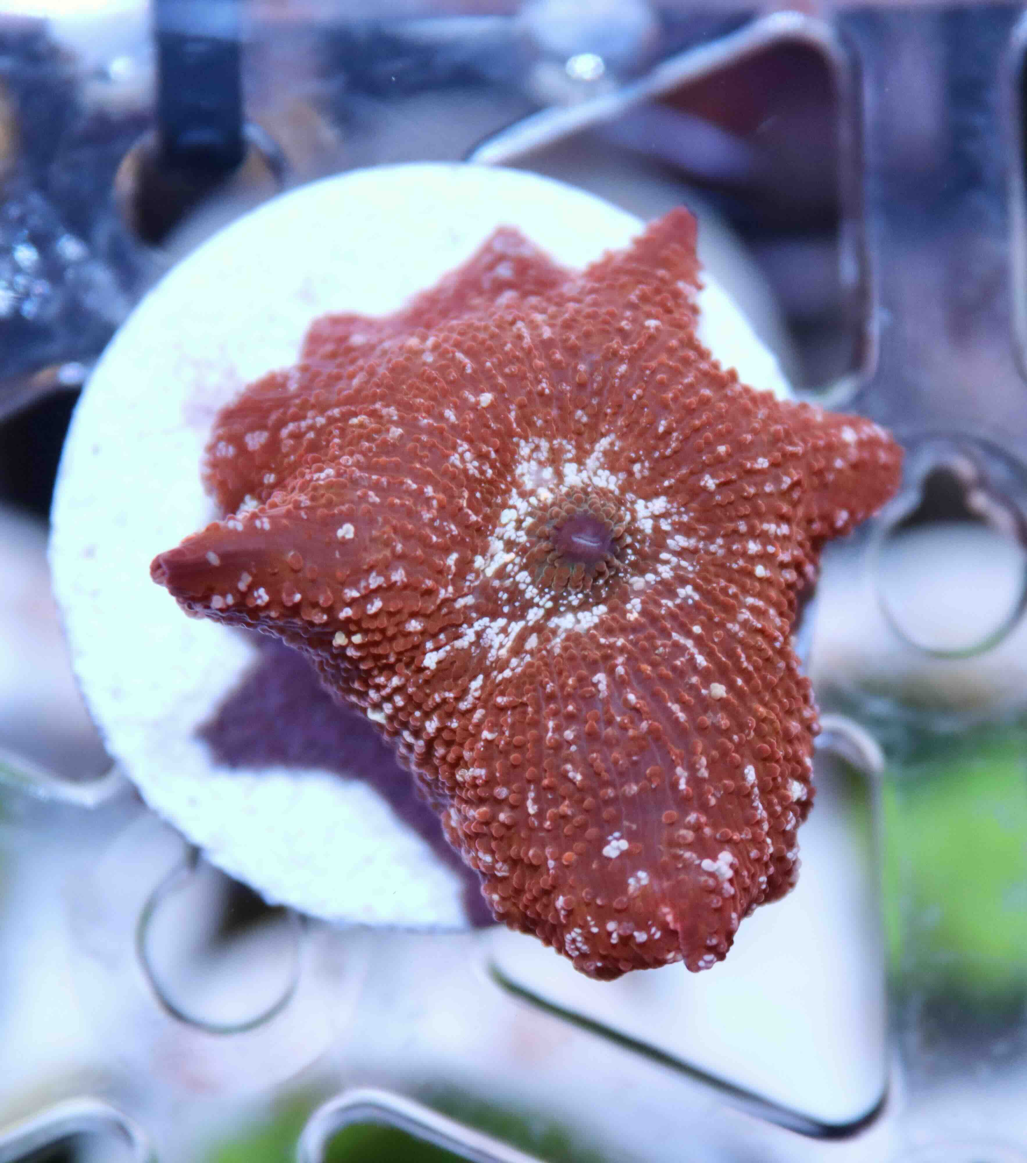 Discosoma Red - White Spotted, WYSIWYG100.2