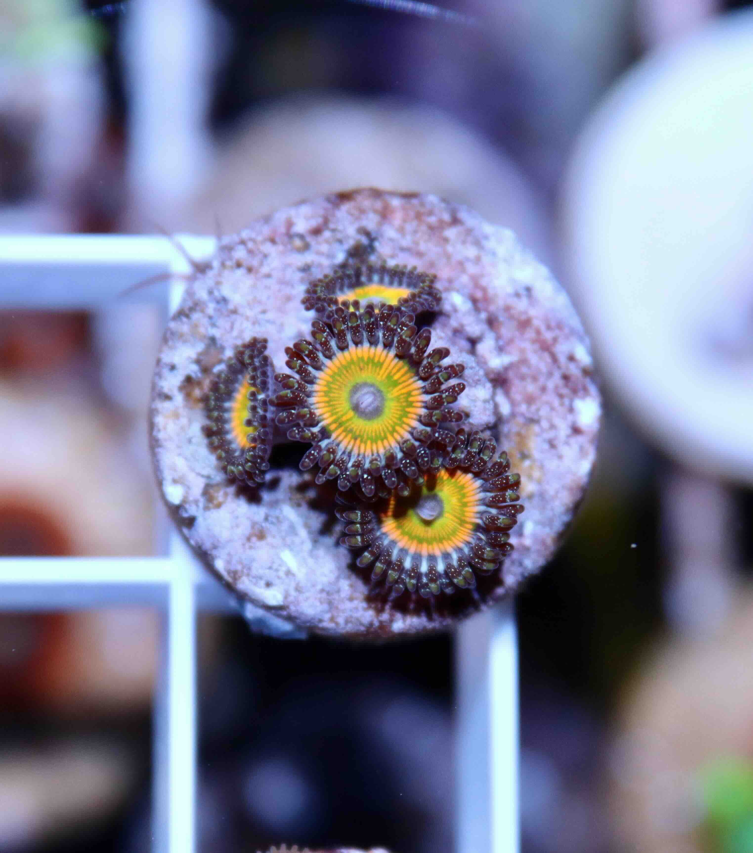 Zoanthus Mega Rainbow (M), WYSIWYG103.4