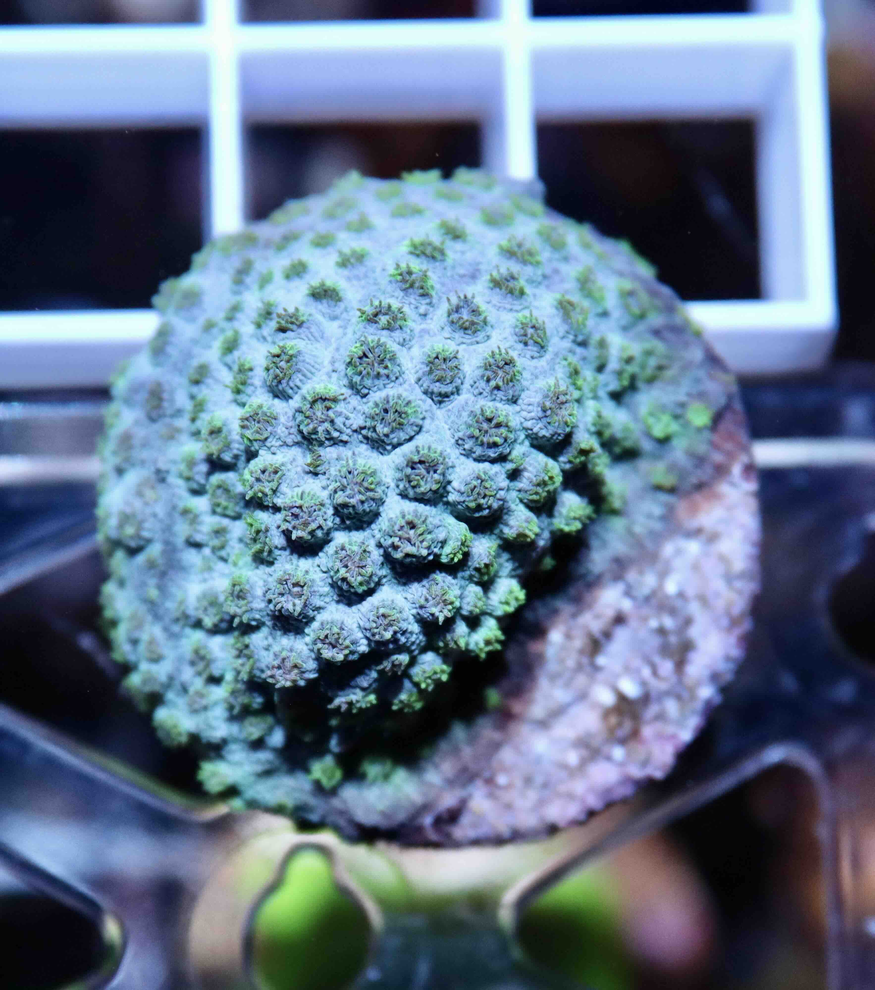 Cyphastrea Seagrass (S/M), WYSIWYG01.4