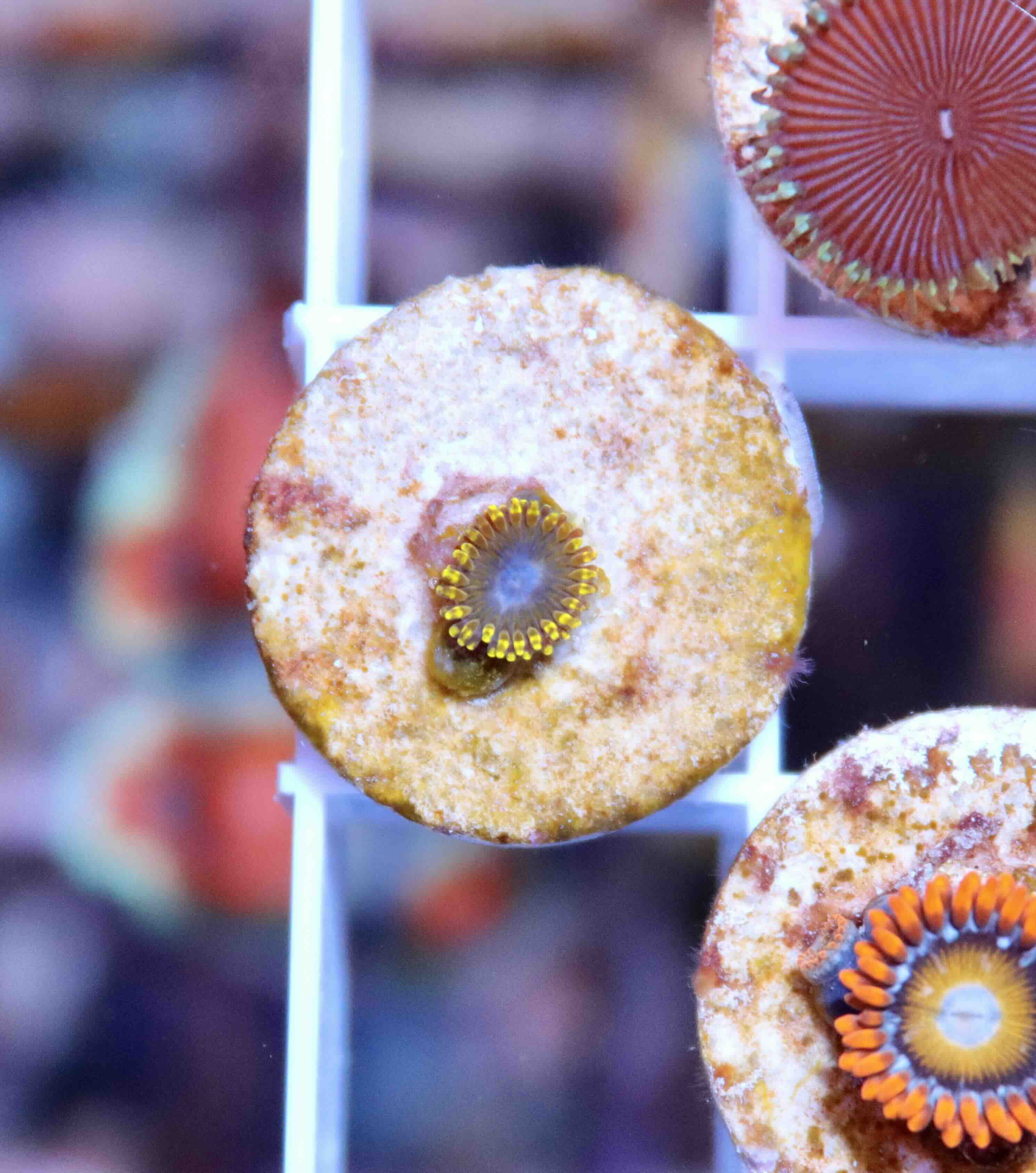 Zoanthus Golden Hornet (XS), WYSIWYG103.3