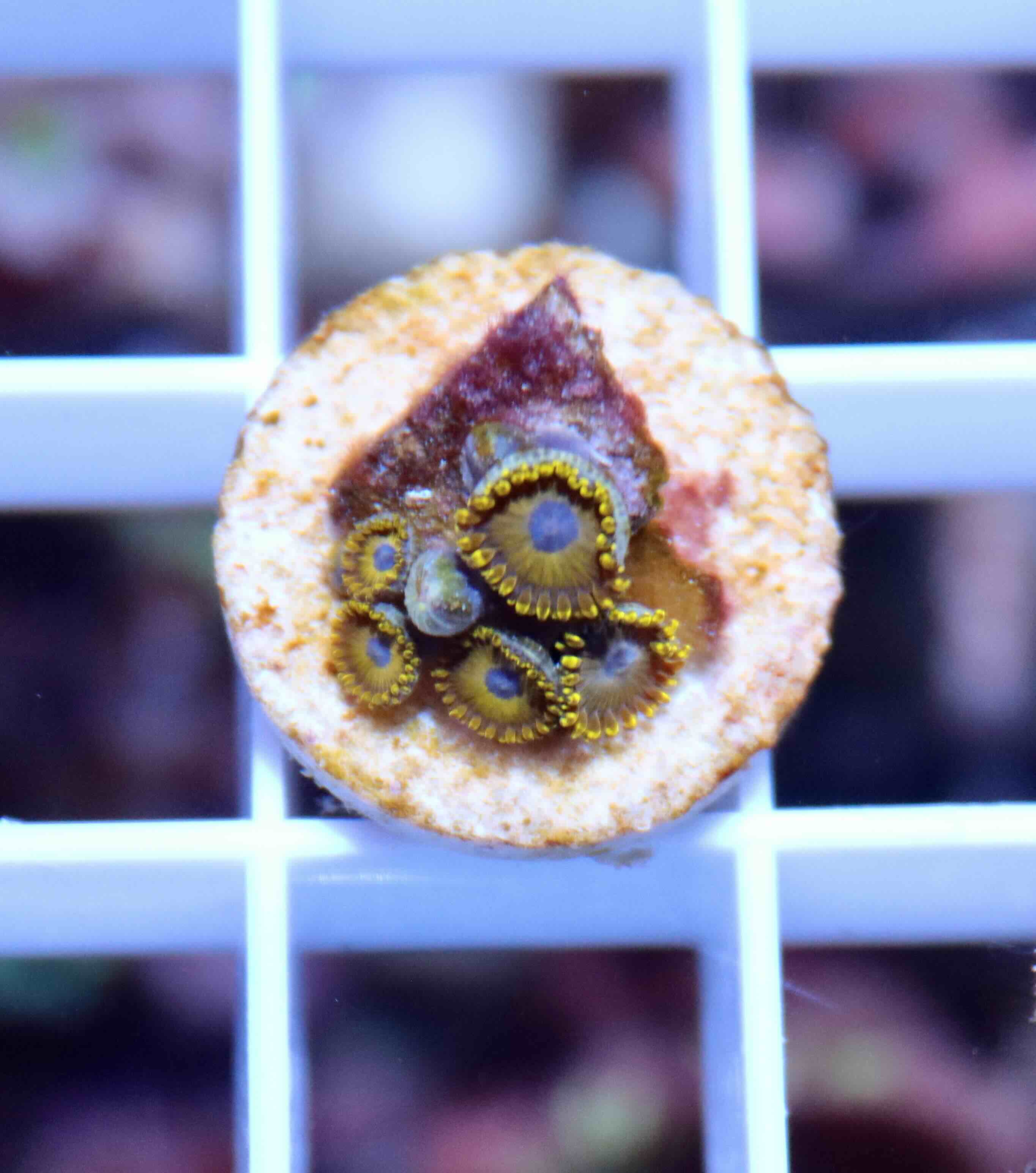 Zoanthus Golden Hornet (M), WYSIWYG103.31