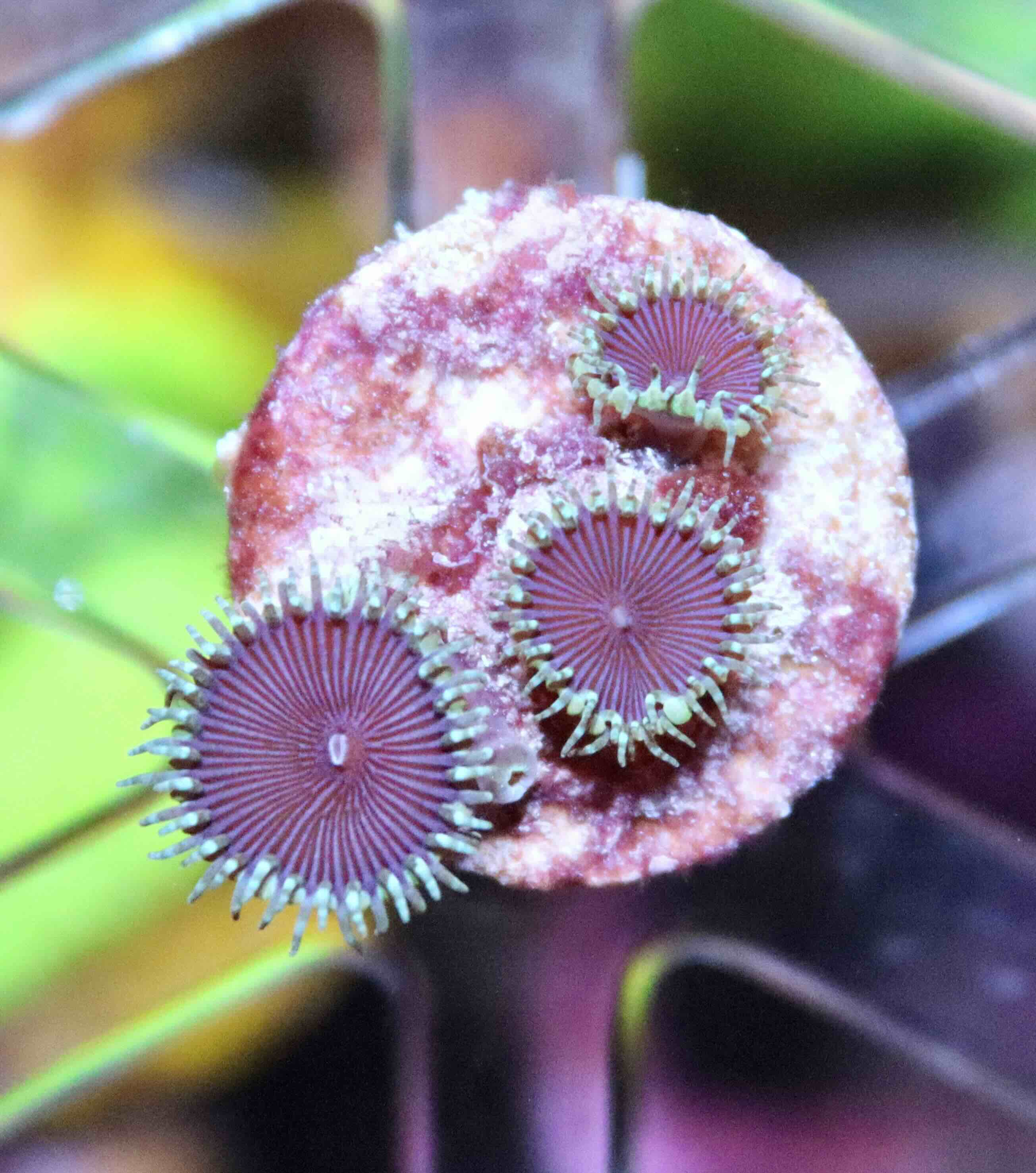 Palythoa Purple Death (S), WYSIWYG103.37