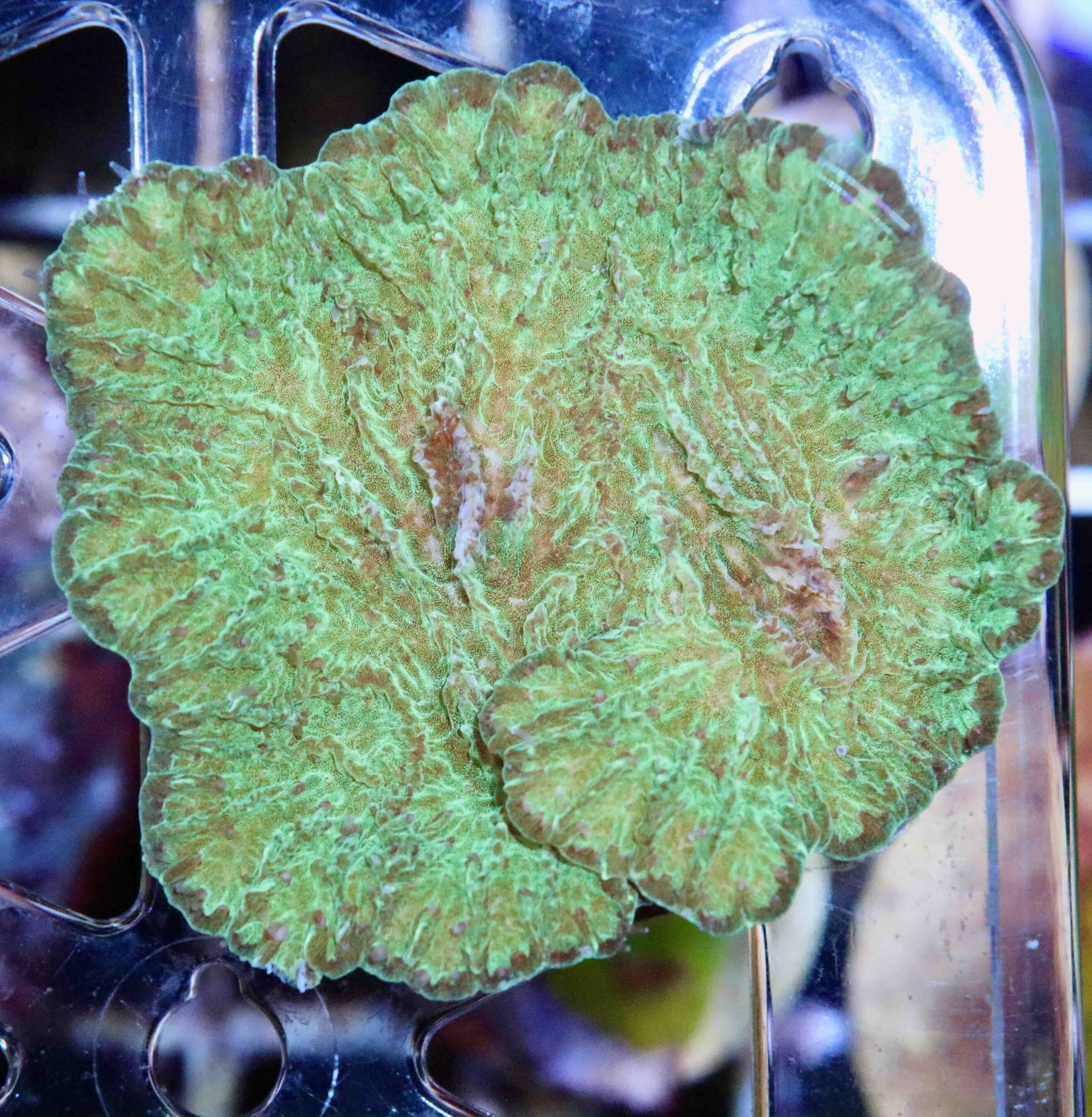 Merulina ampliata Green (M/L), WYSIWYG132.11