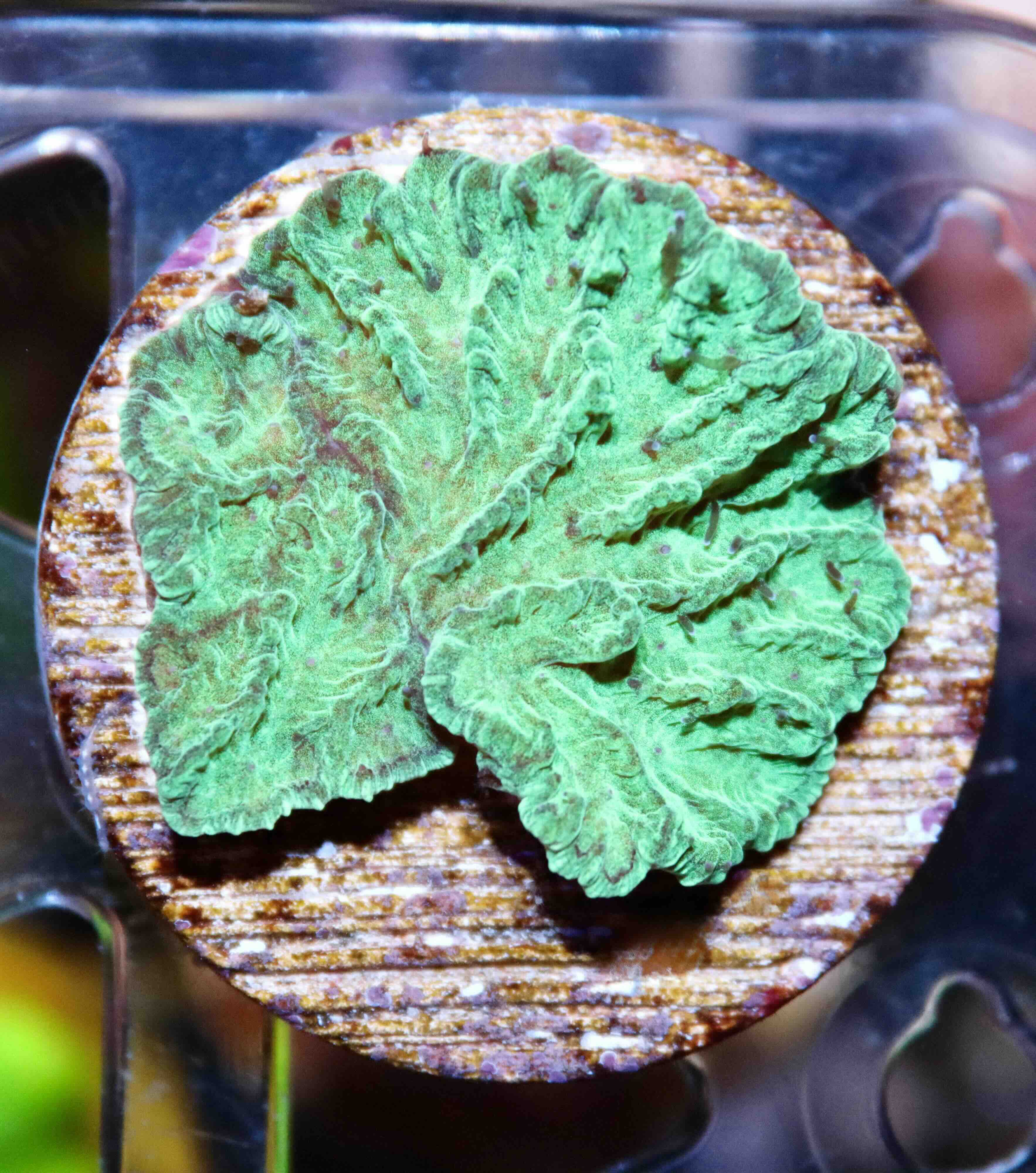 Merulina ampliata Green (S/M), WYSIWYG132.12