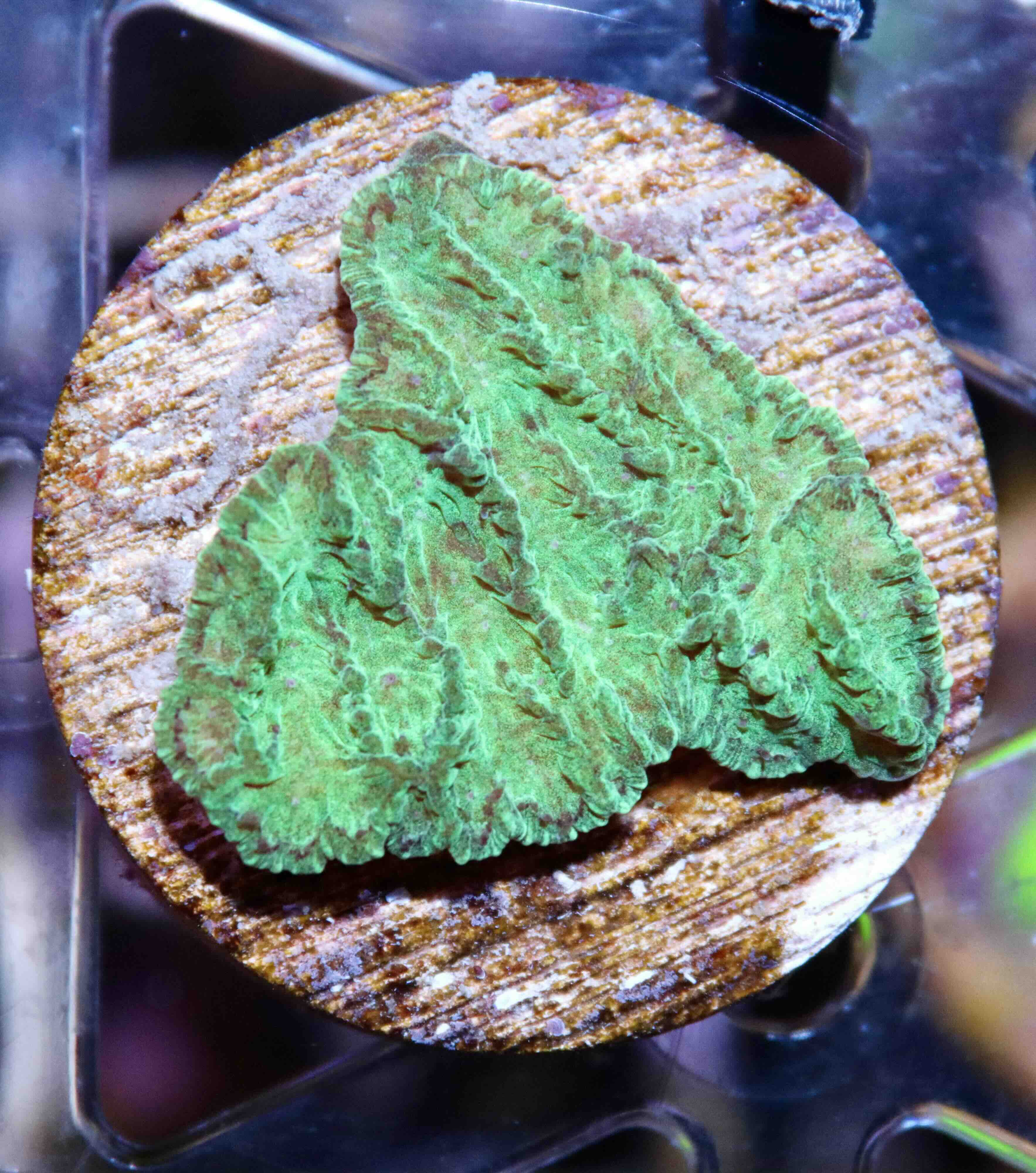 Merulina ampliata Green (S), WYSIWYG132.13